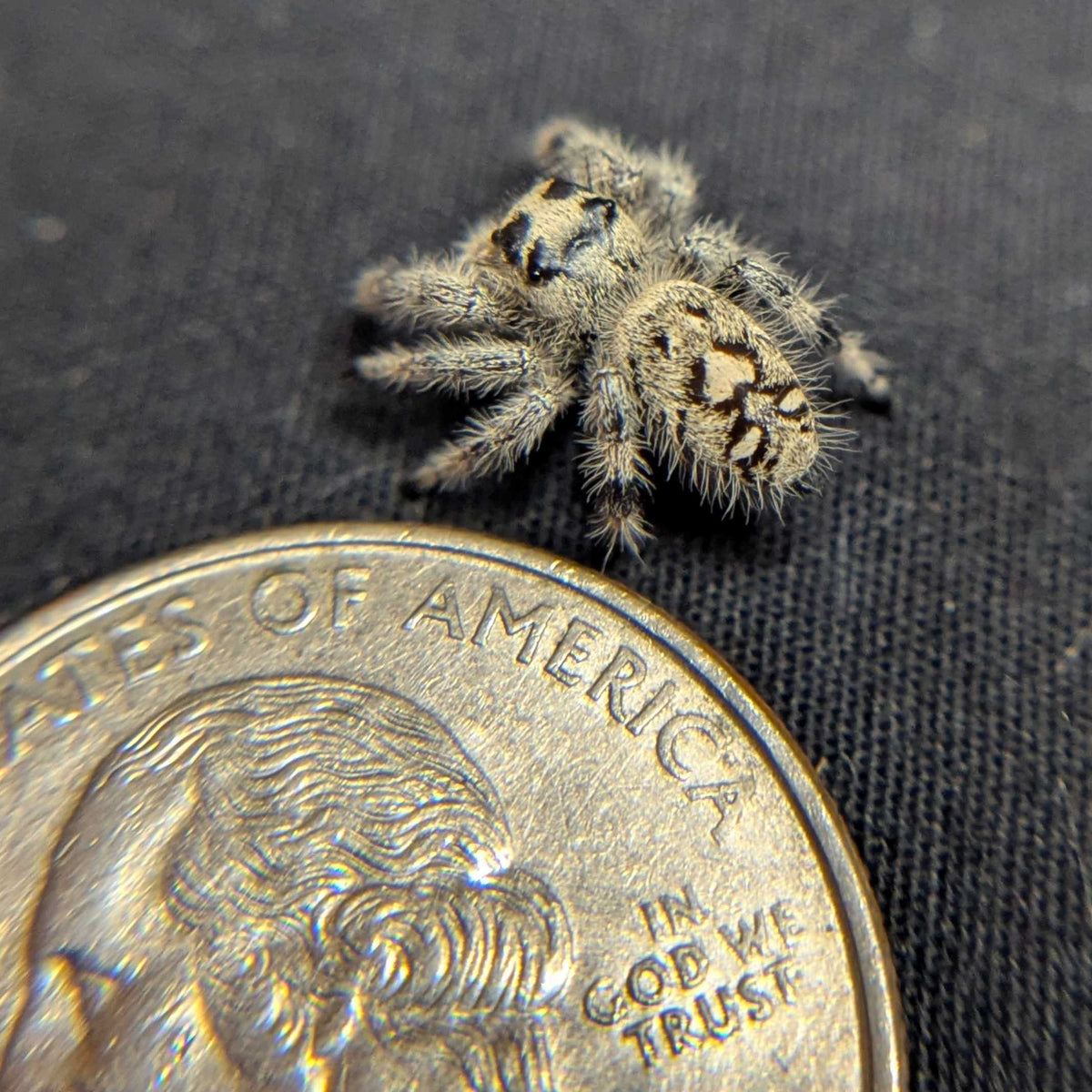 Regal Jumping Spider “Purple”
