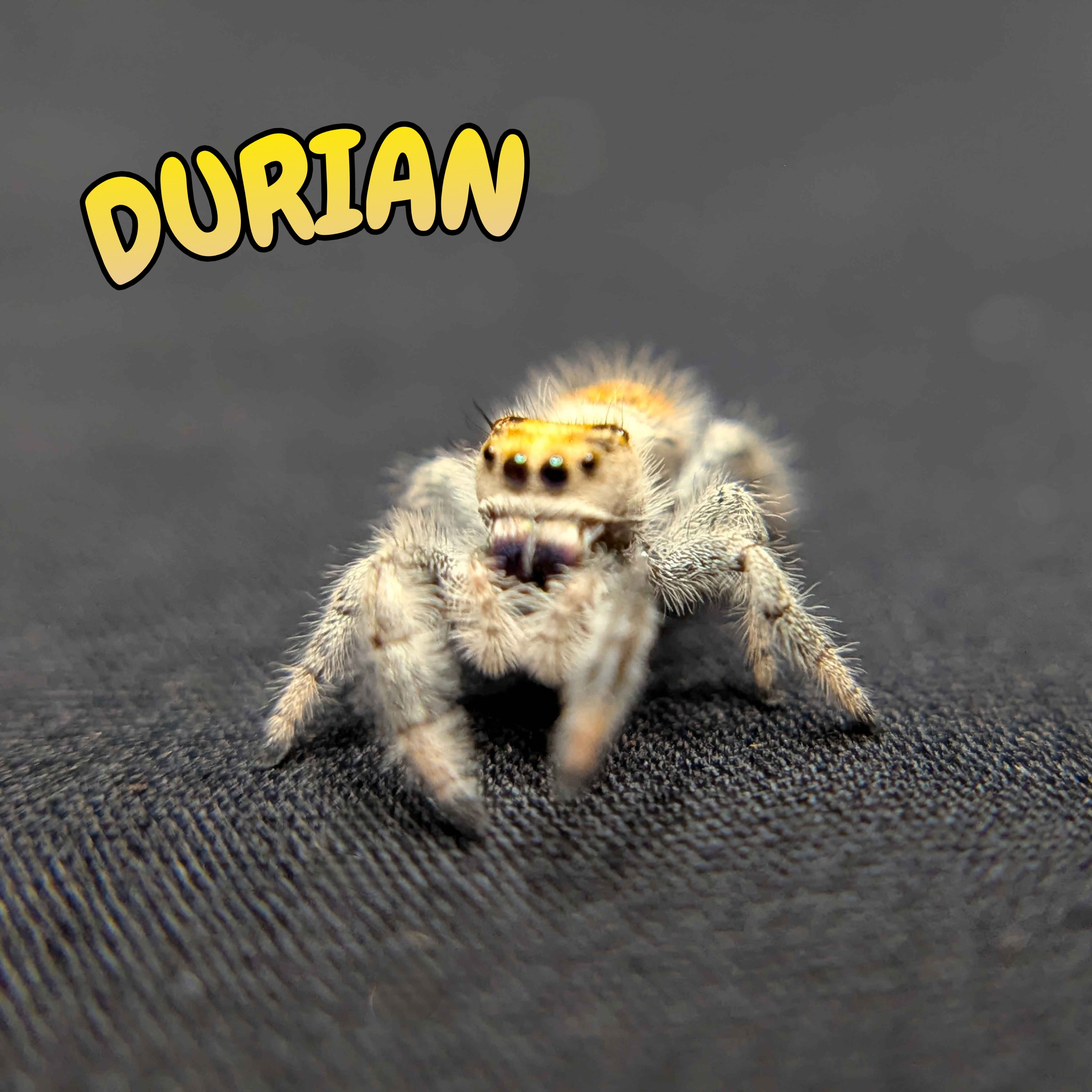 Regal Jumping Spider “Durian”