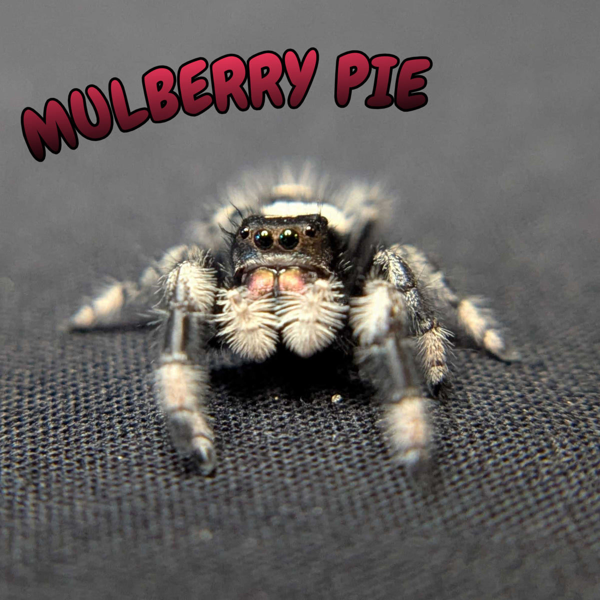 Regal Jumping Spider “Mulberry Pie”