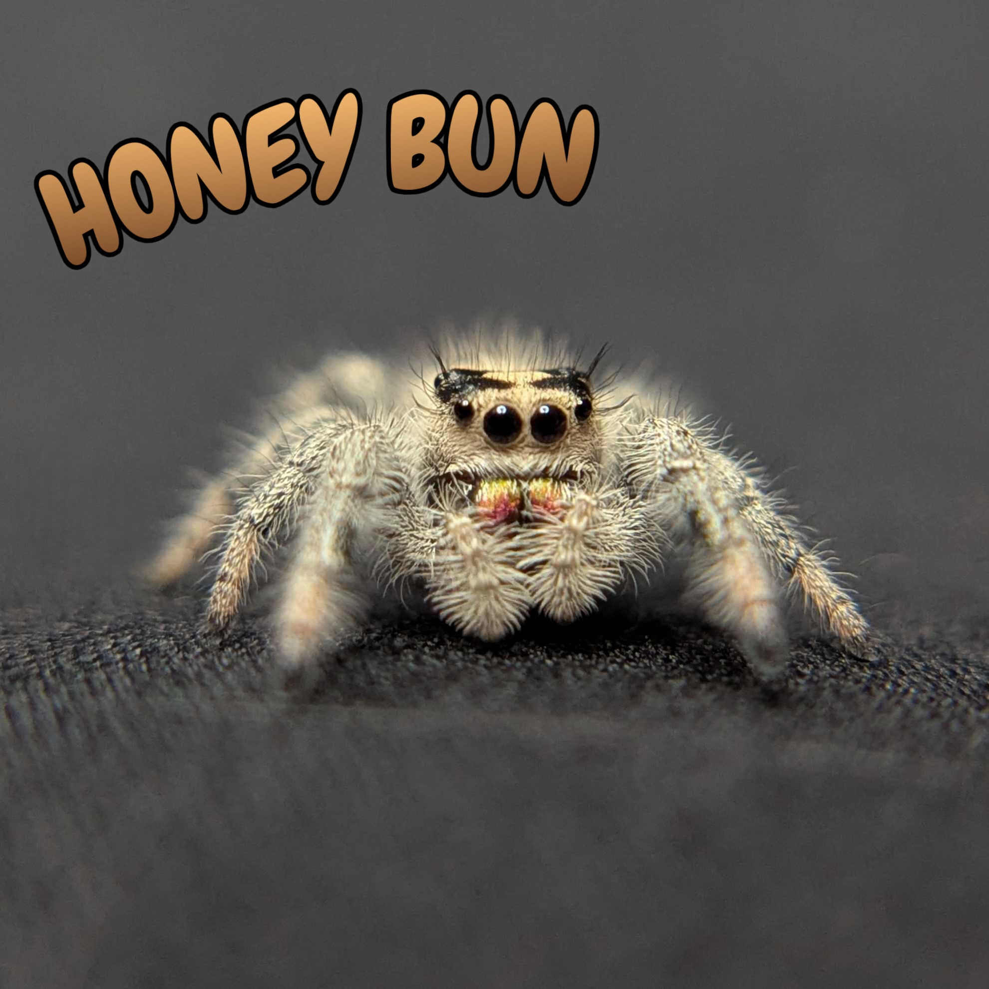 Regal Jumping Spider "Honey Bun"