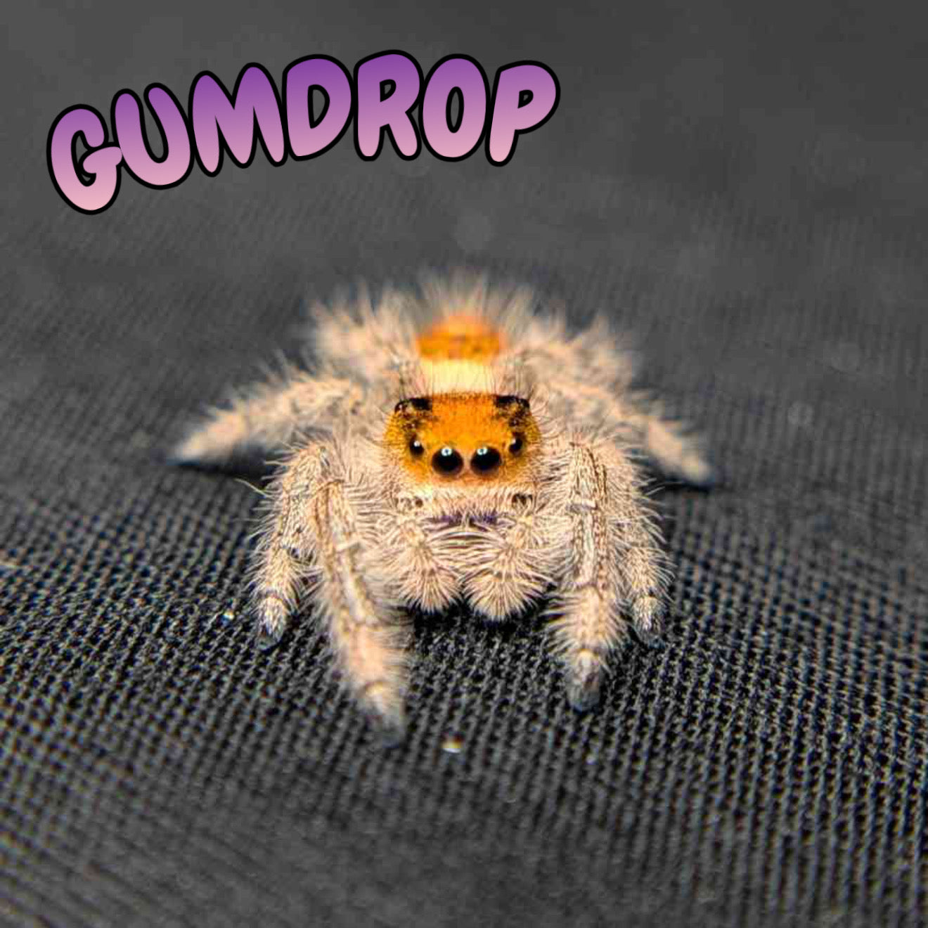 Regal Jumping Spider "Gumdrop"