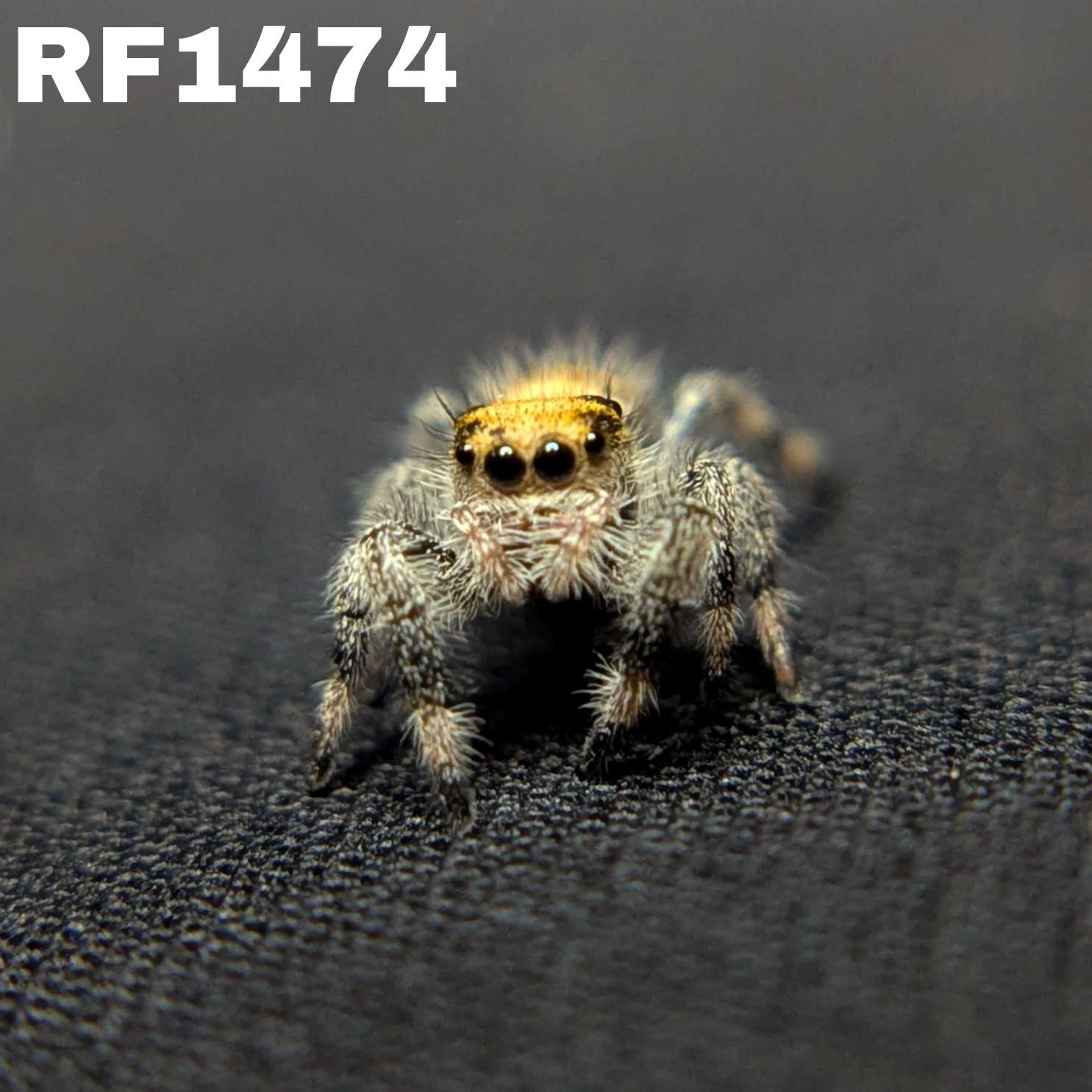 Regal Jumping Spider "Wafer"