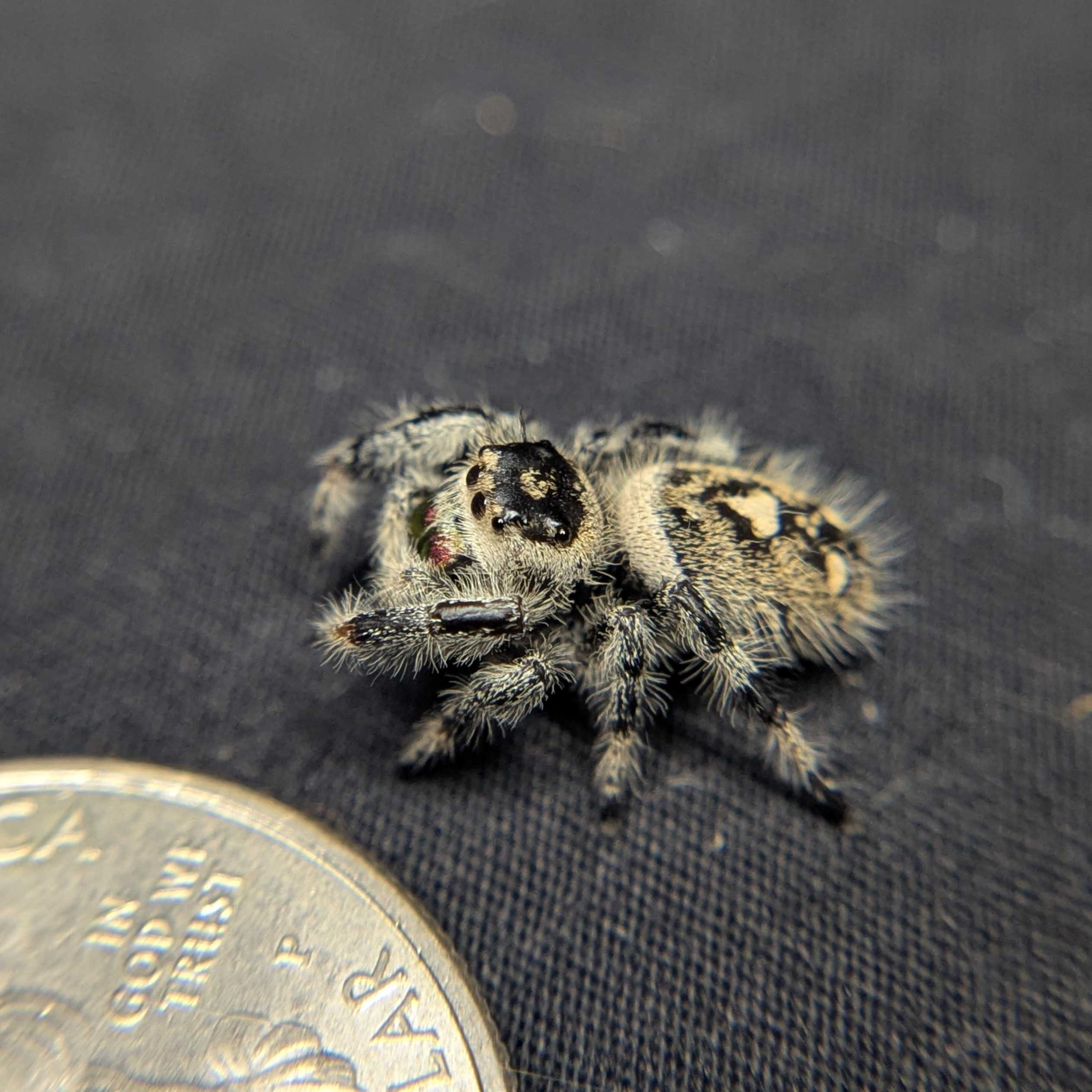 Regal Jumping Spider "Wishbone"