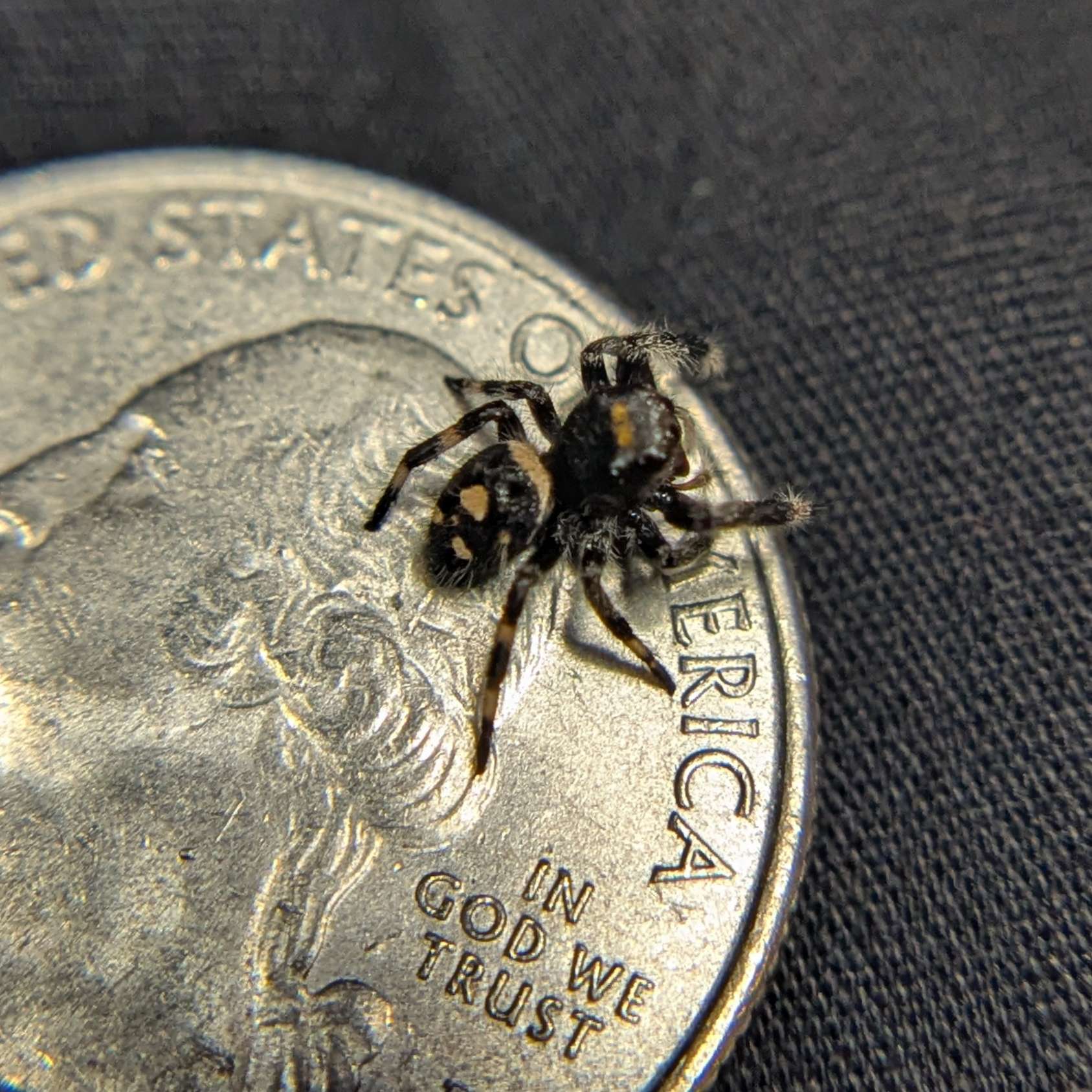 Regal Jumping Spider "Espresso"