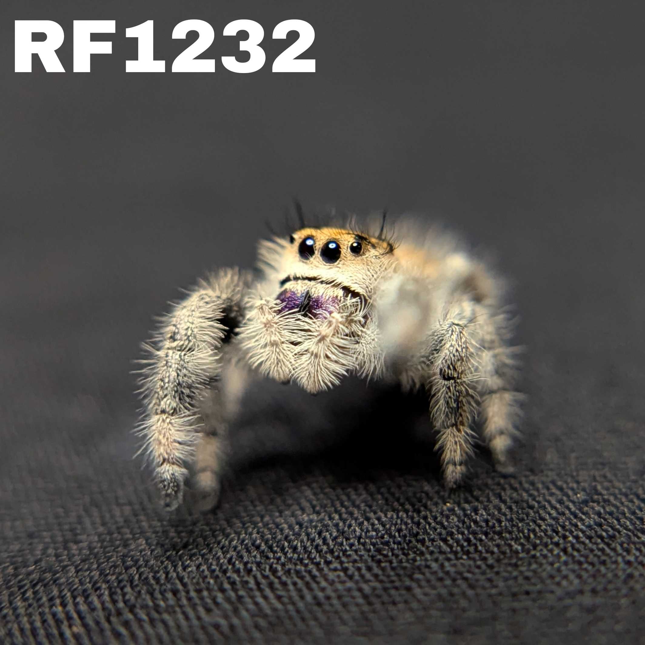 Regal Jumping Spider "Moody"