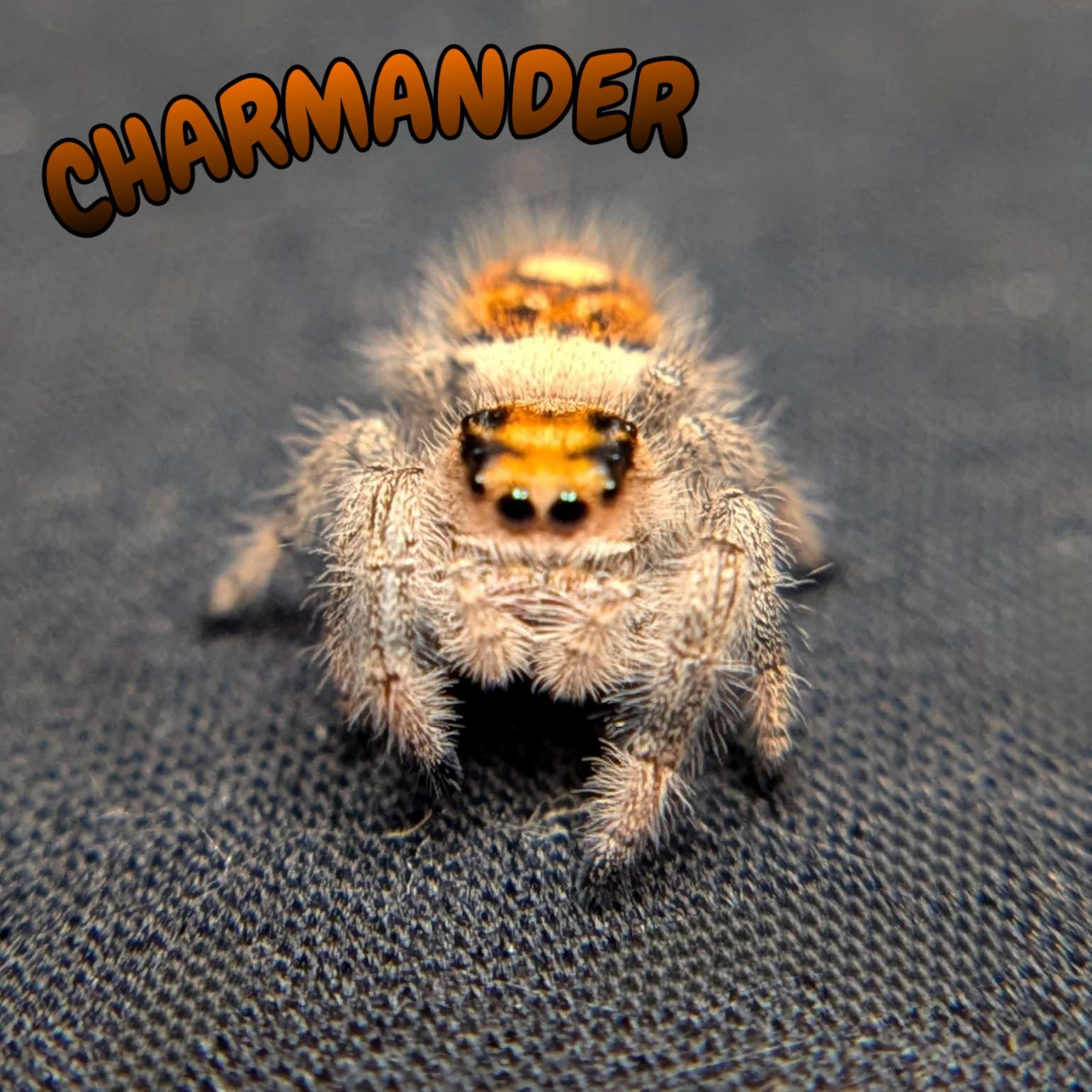 Regal Jumping Spider "Charmander"