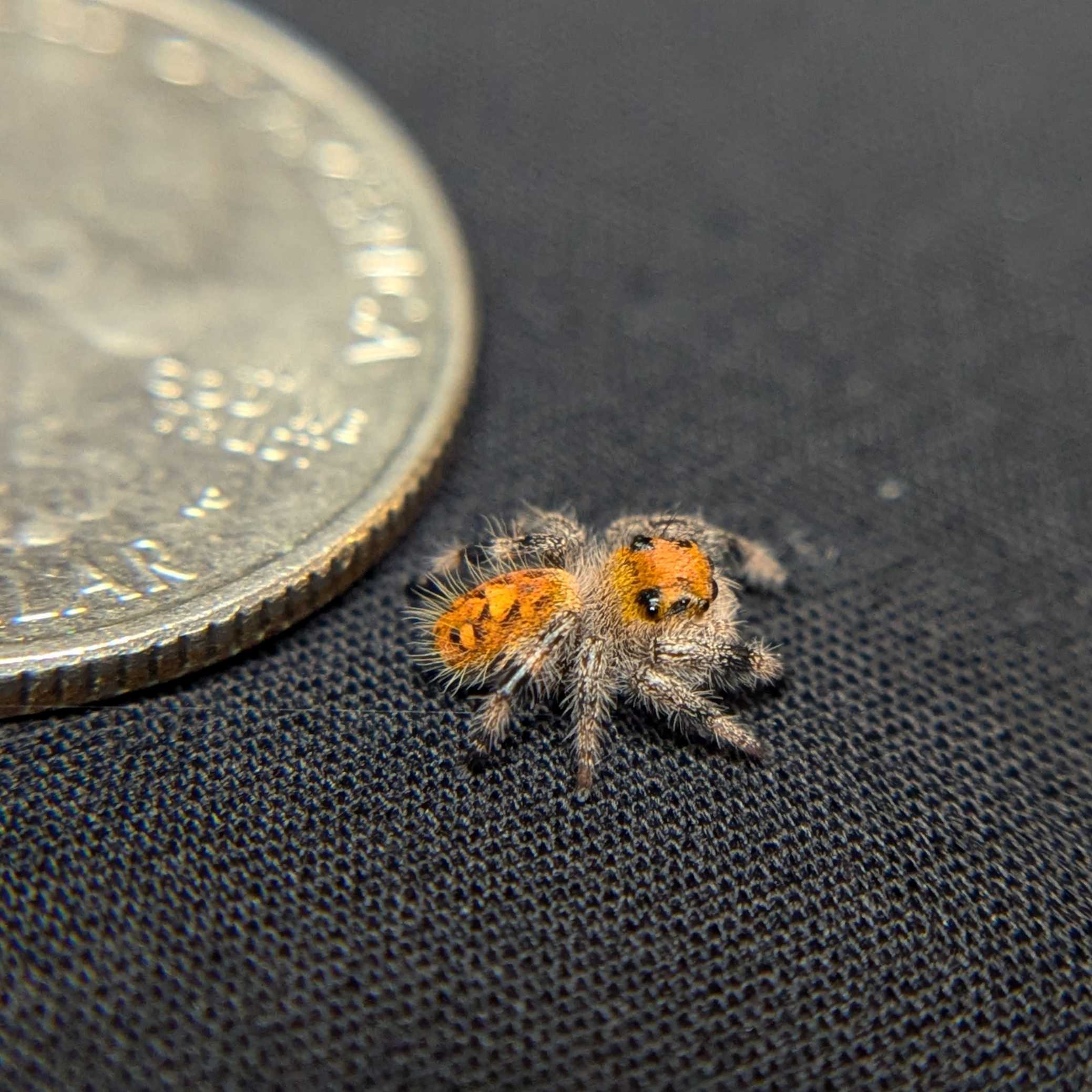 Regal Jumping Spider “Solstice”