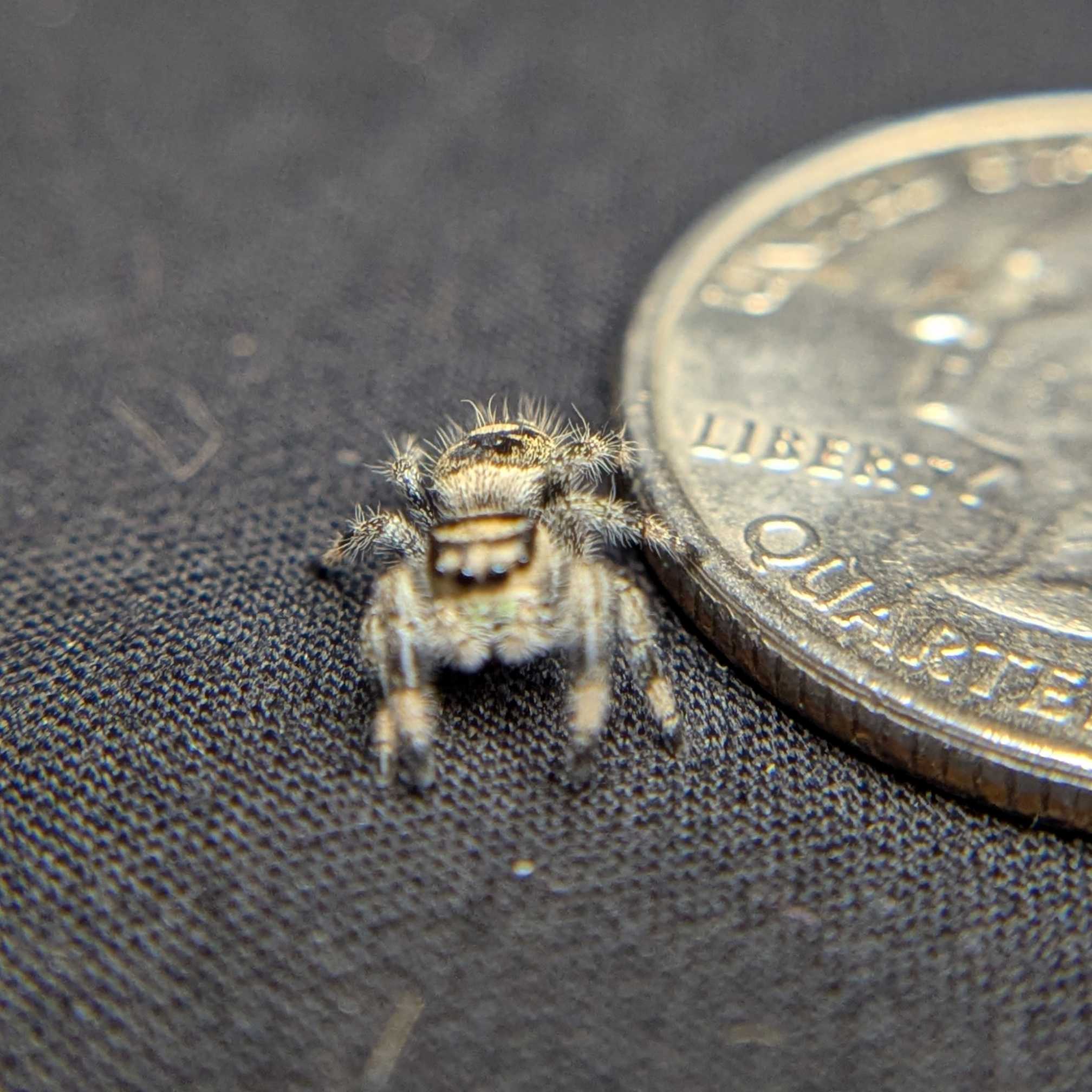 Regal Jumping Spider “Spongecake”