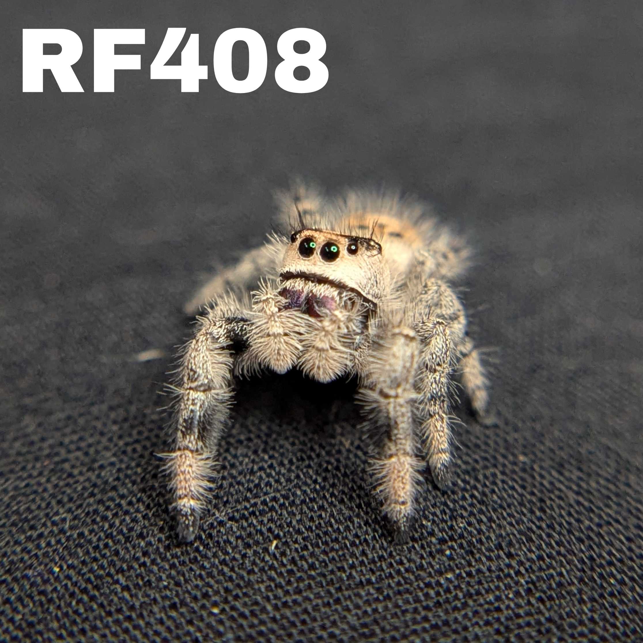 Regal Jumping Spider "Raven"