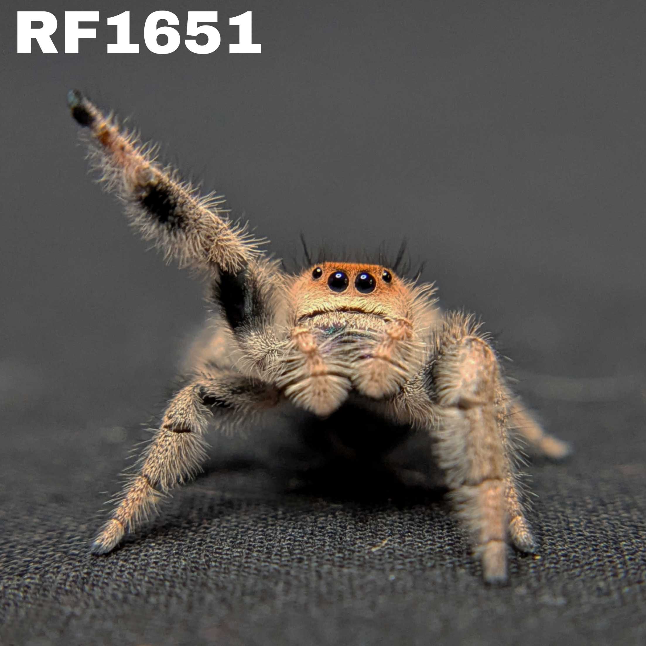 Regal Jumping Spider "Jupiter"