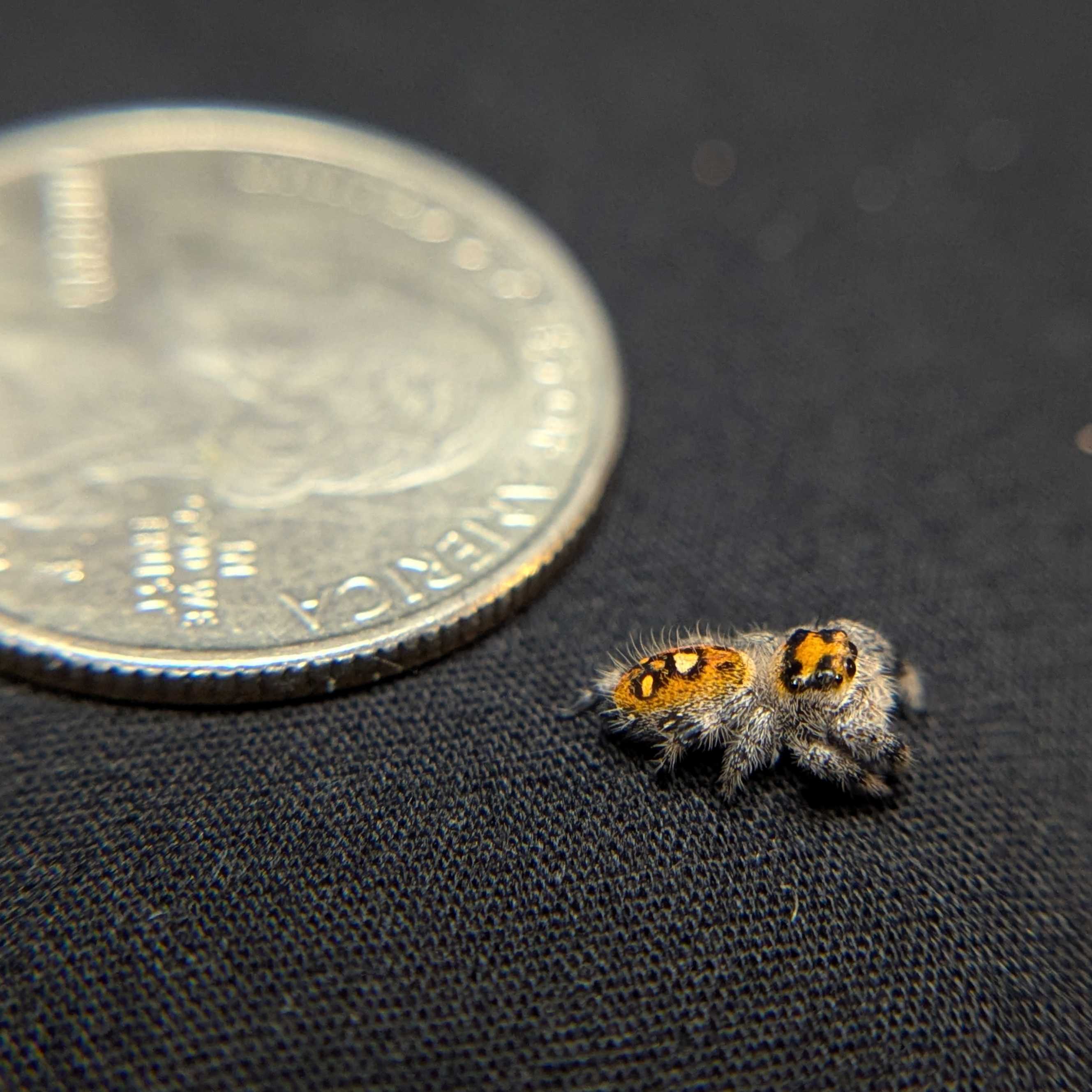 Regal Jumping Spider “Pineapple Express”