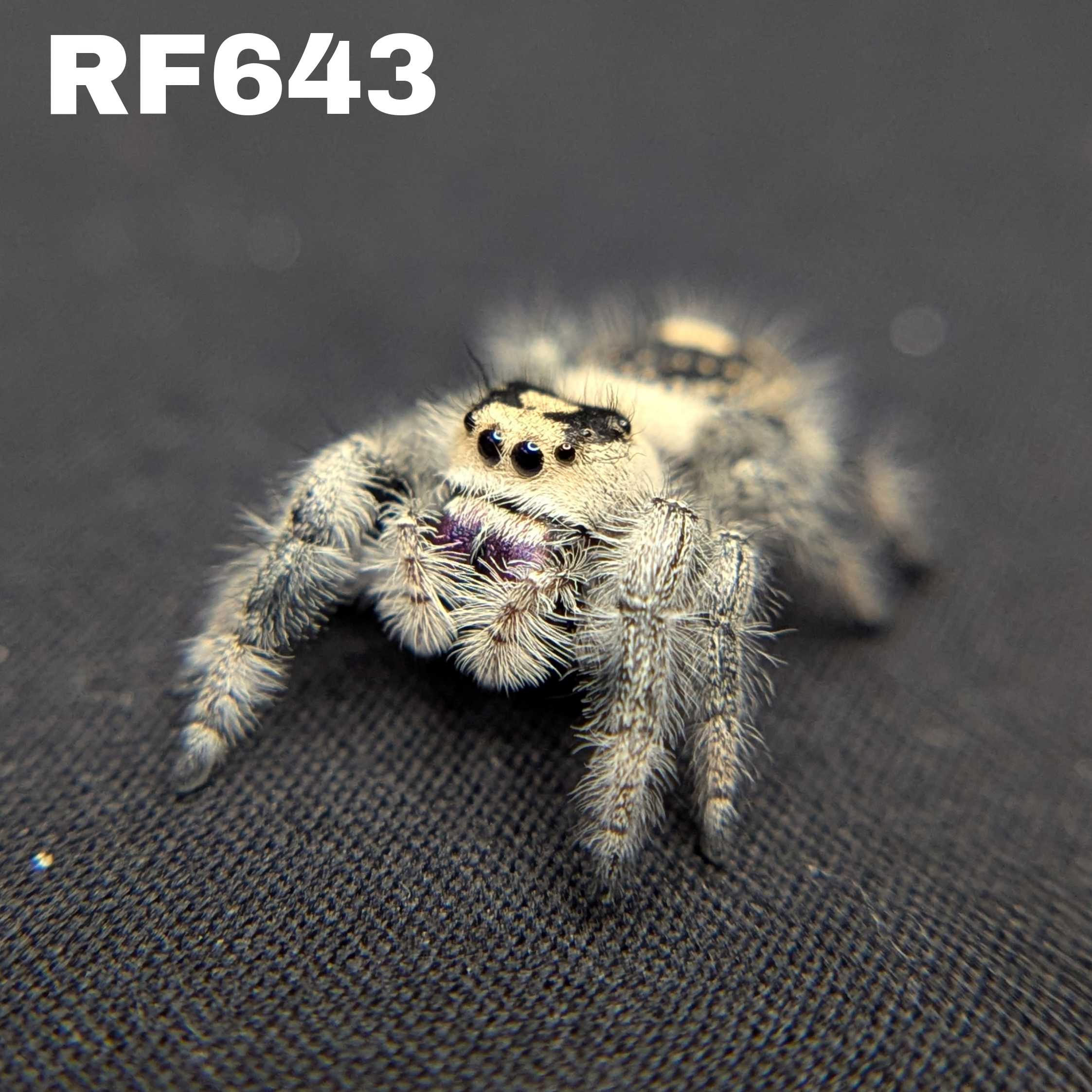 Regal Jumping Spider "Royal"