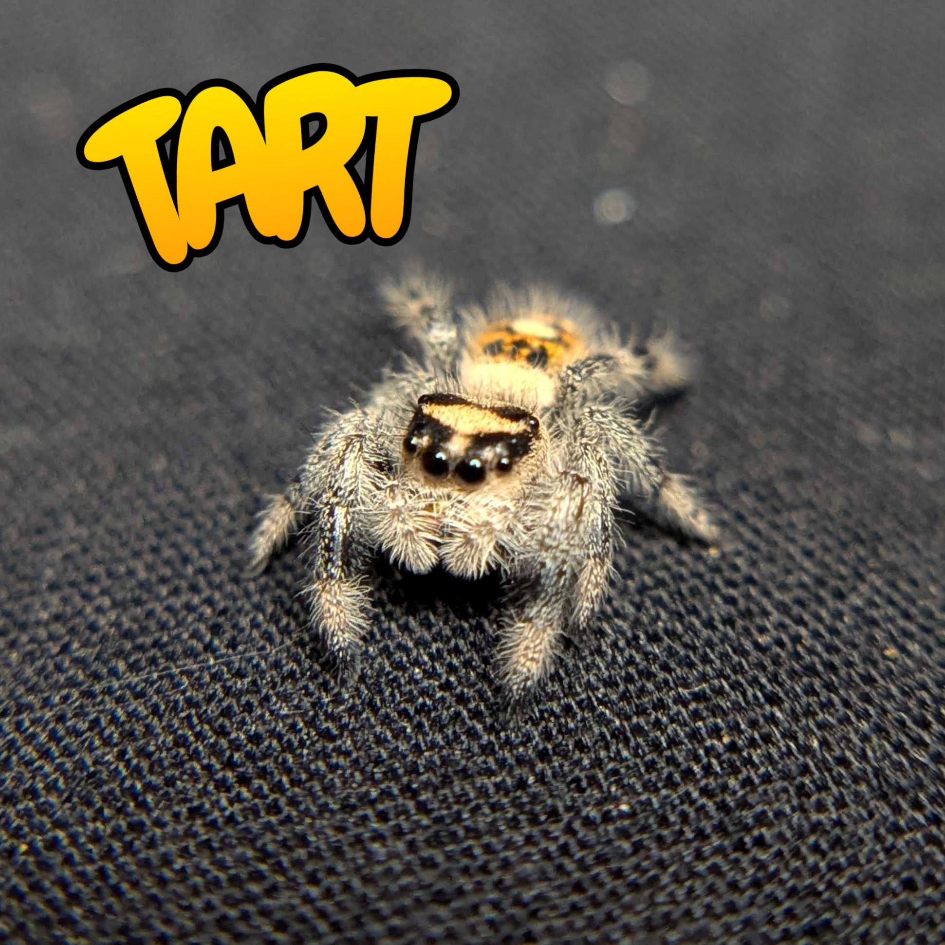 Regal Jumping Spider "Tart"