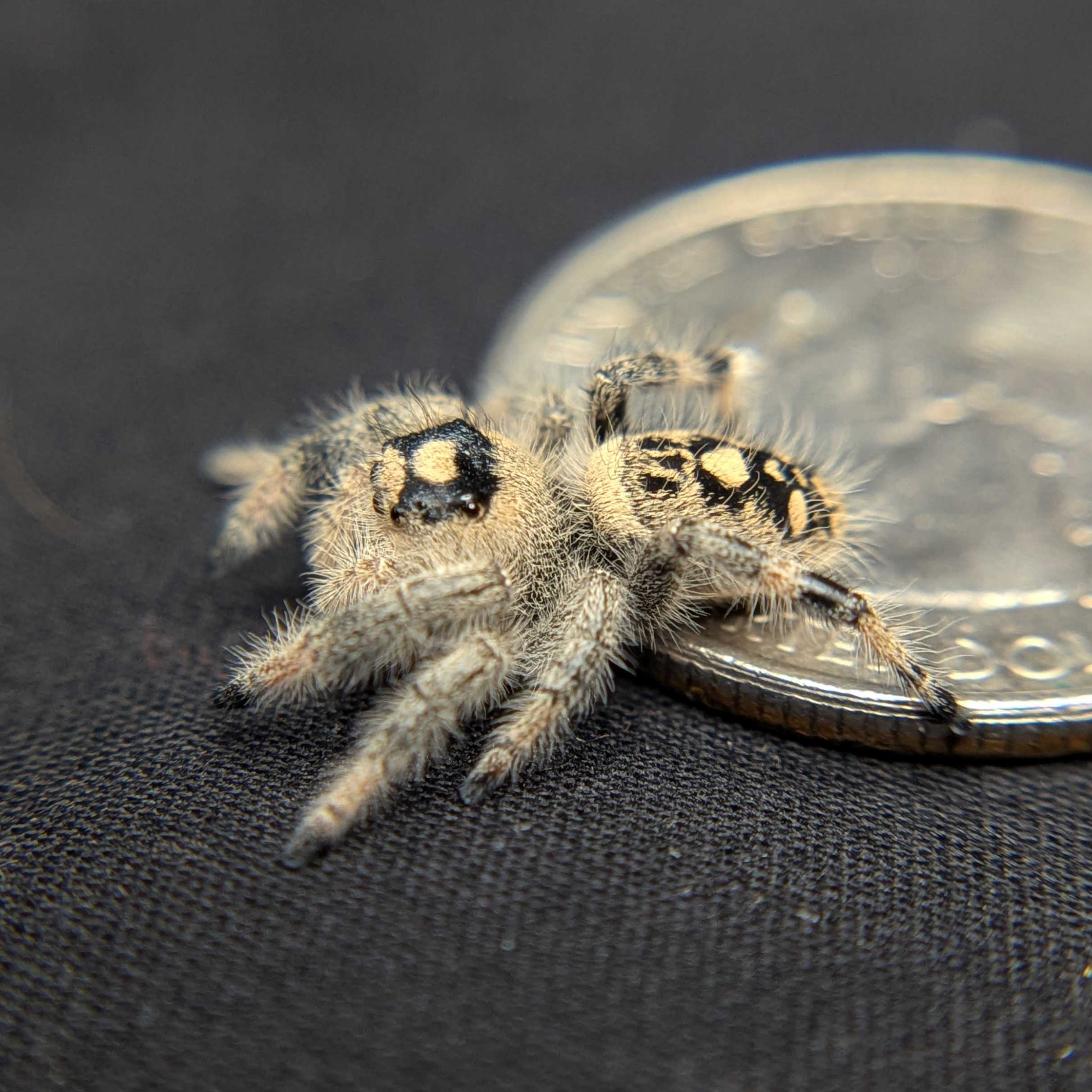 Regal Jumping Spider "Snugglebug"