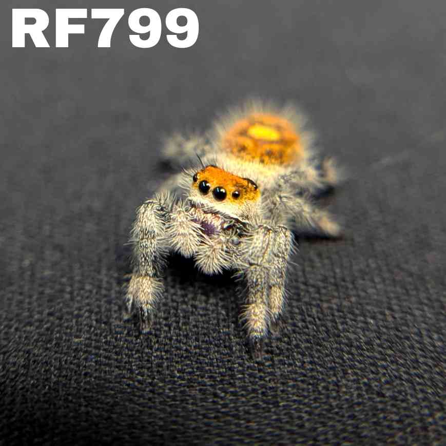 Regal Jumping Spider "Matches"