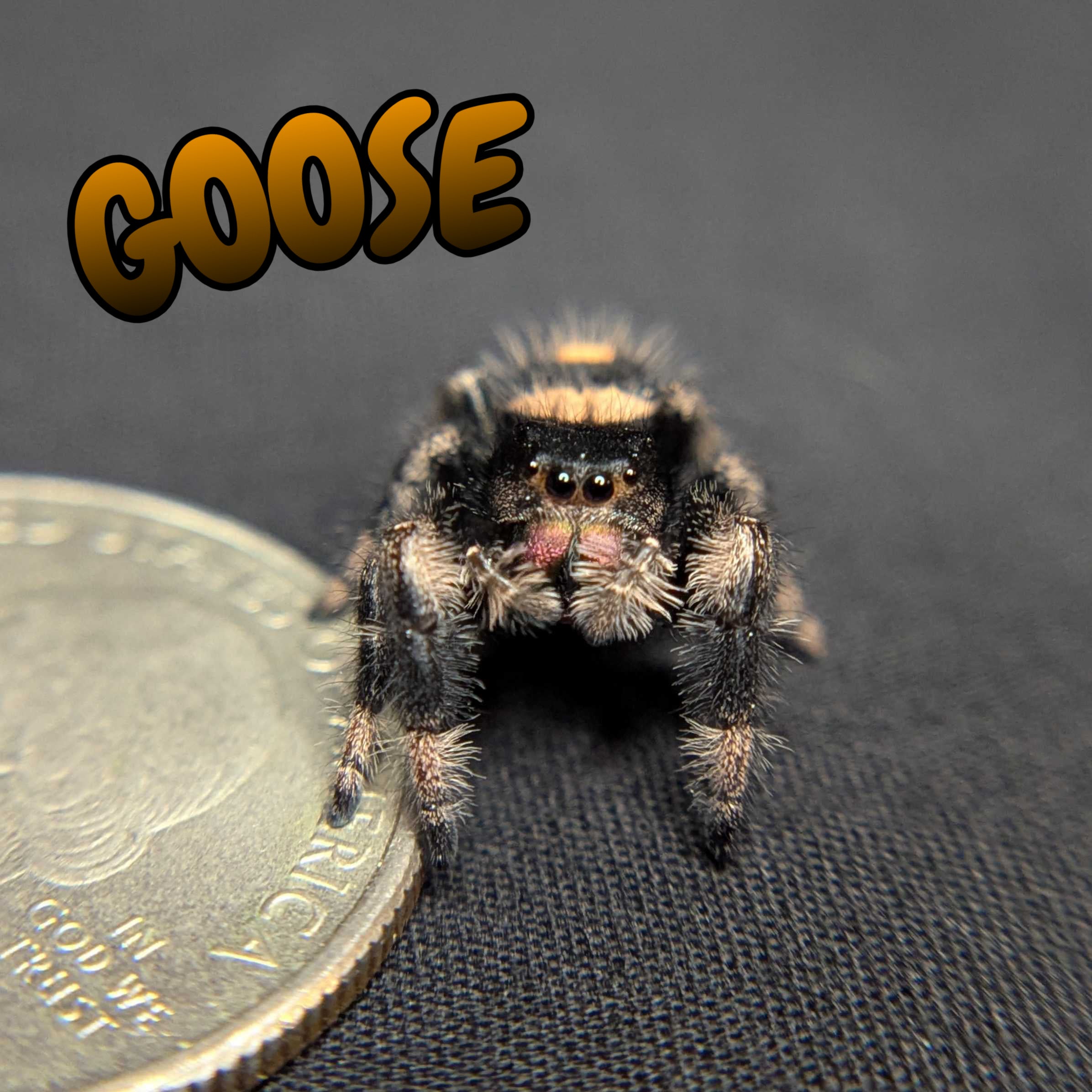 Regal Jumping Spider "Goose"
