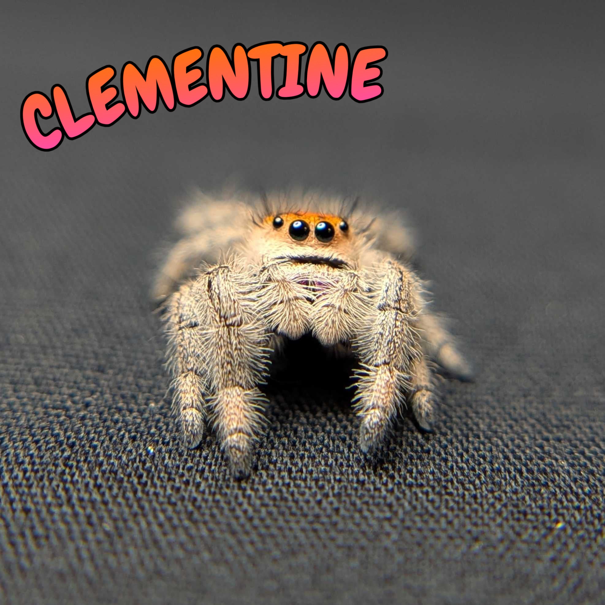 Regal Jumping Spider "Clementine"