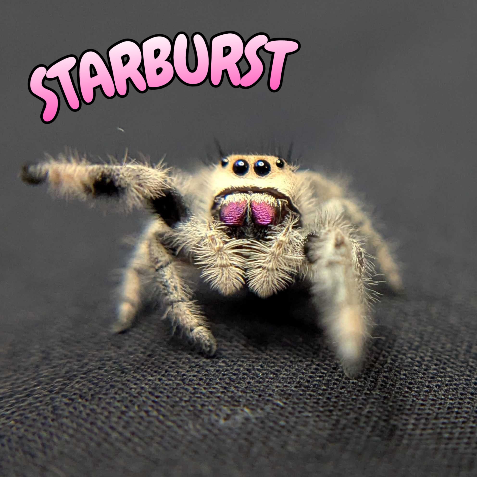 Regal Jumping Spider "Starburst"
