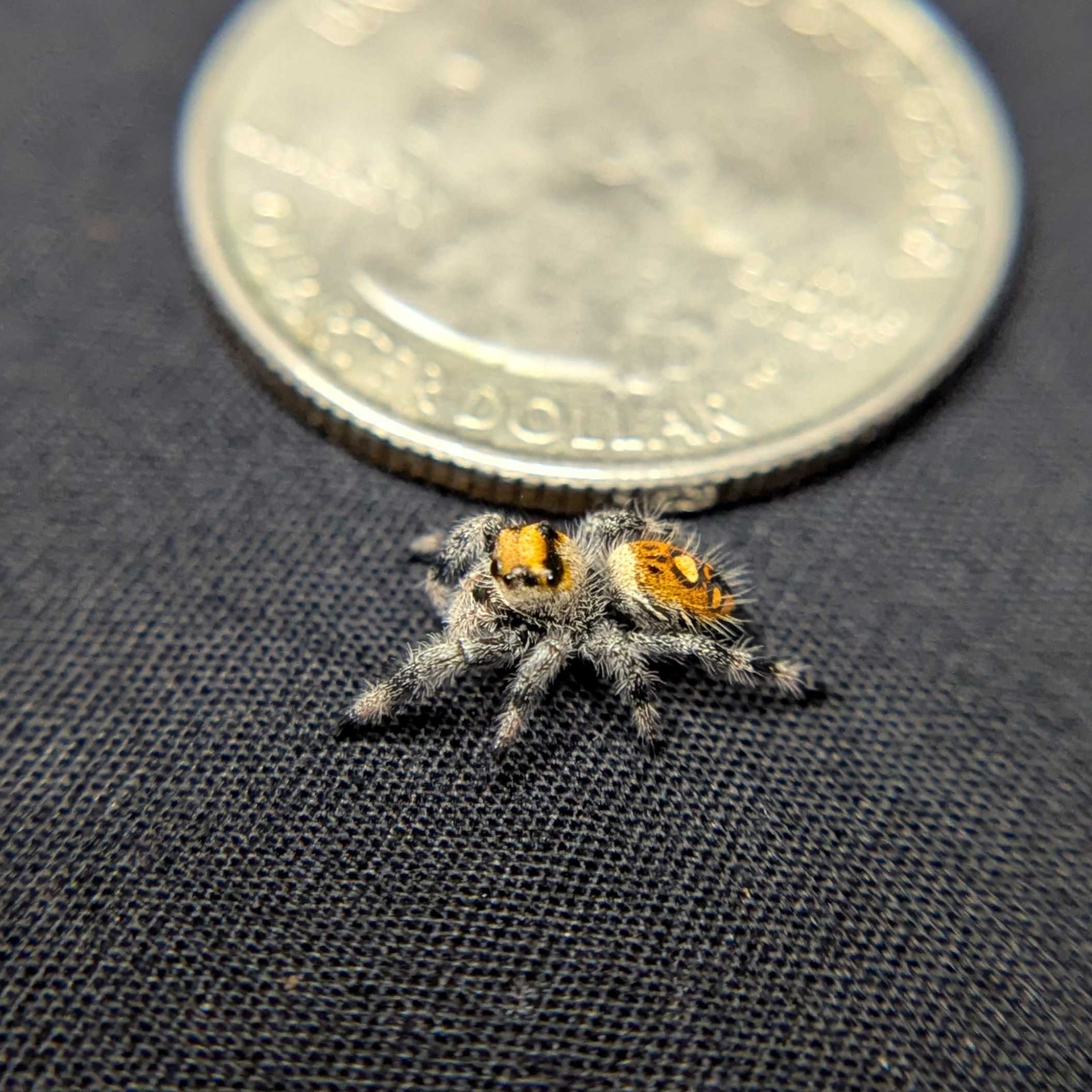 Regal Jumping Spider "Pretzel"