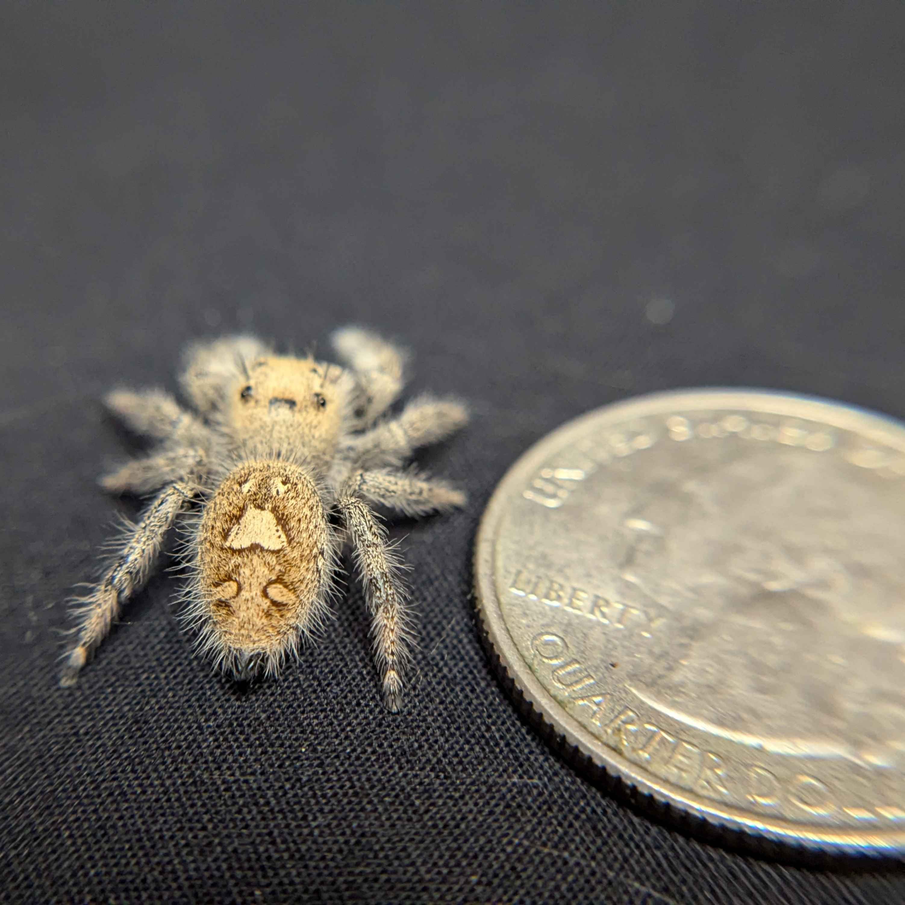 Regal Jumping Spider "Grace"