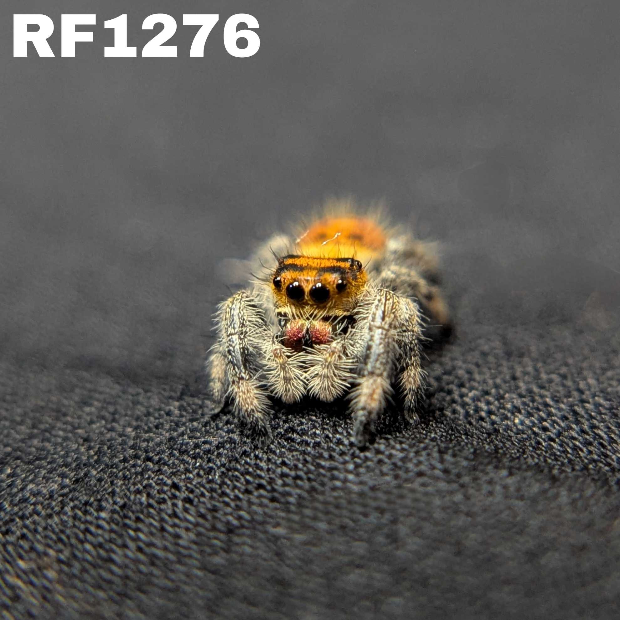 Regal Jumping Spider "Dreamcicle"