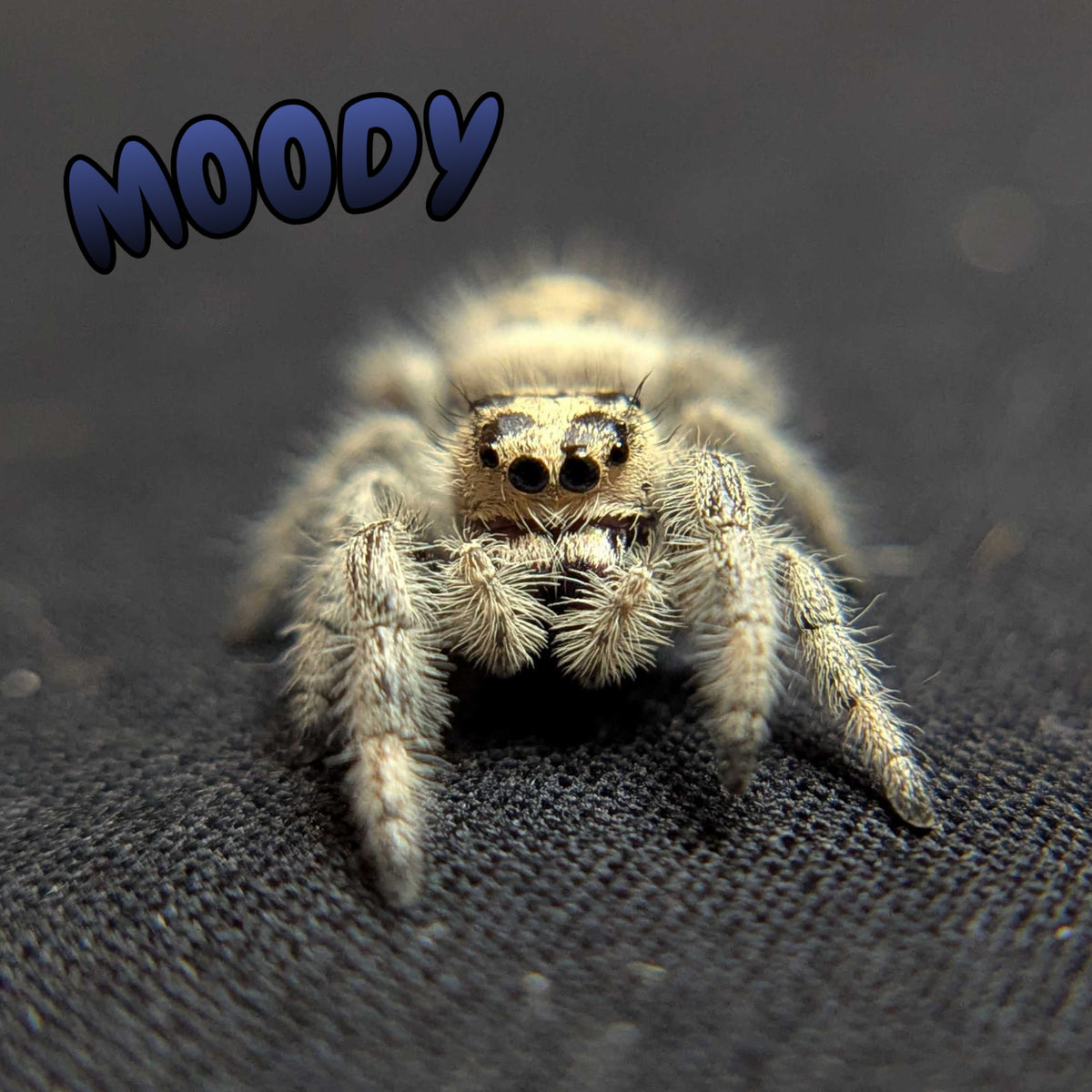 Regal Jumping Spider "Moody"