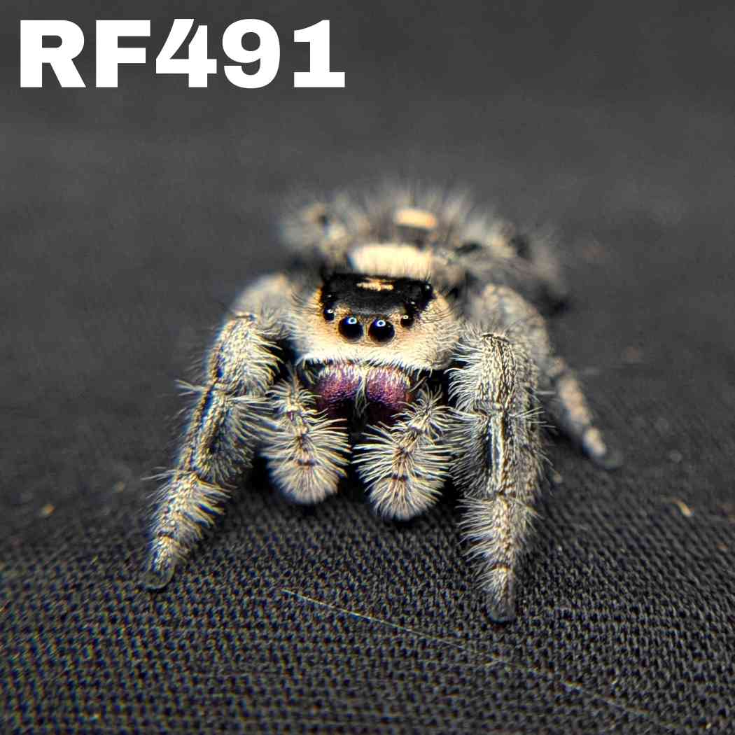 Regal Jumping Spider "Viola"