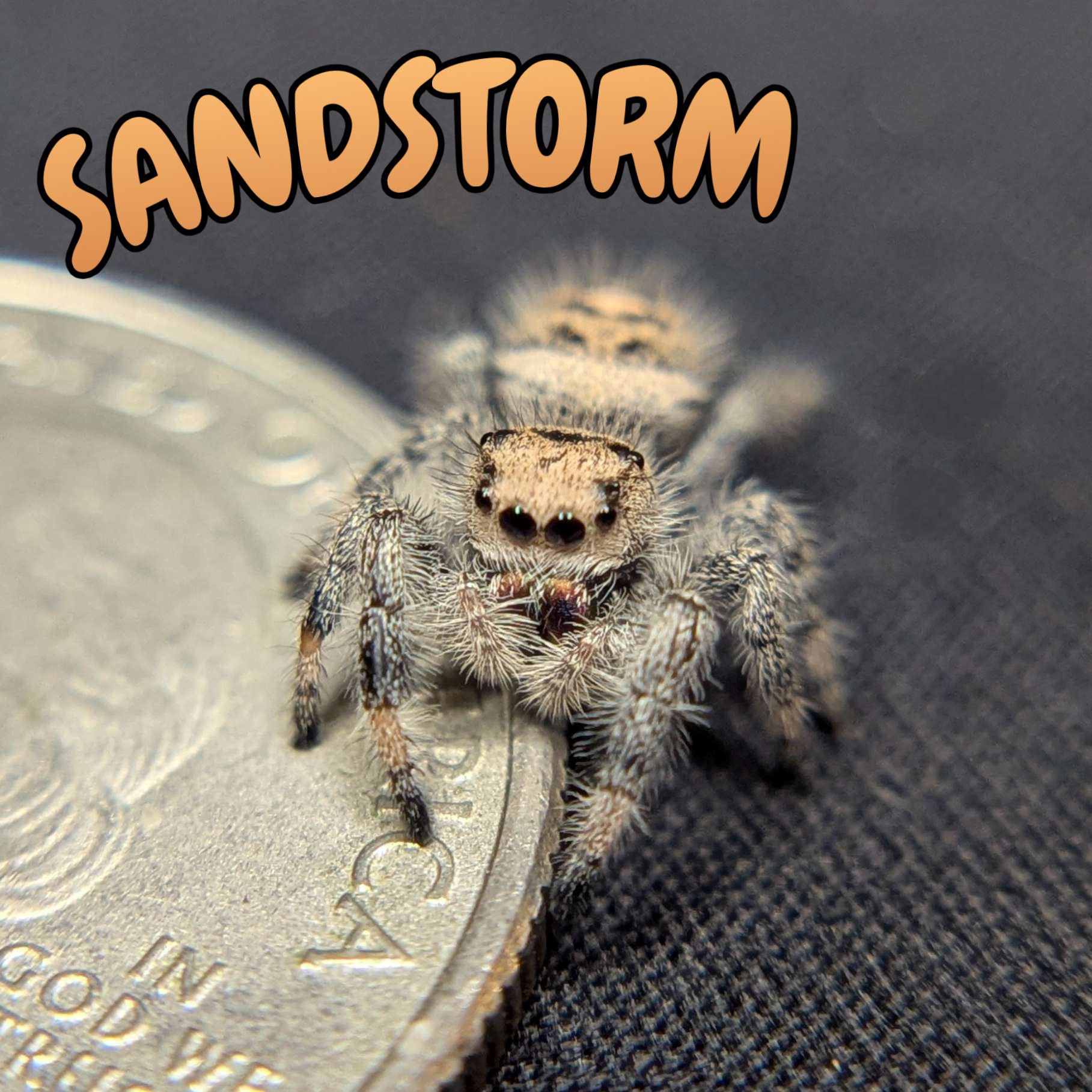 Regal Jumping Spider "Sandstorm"