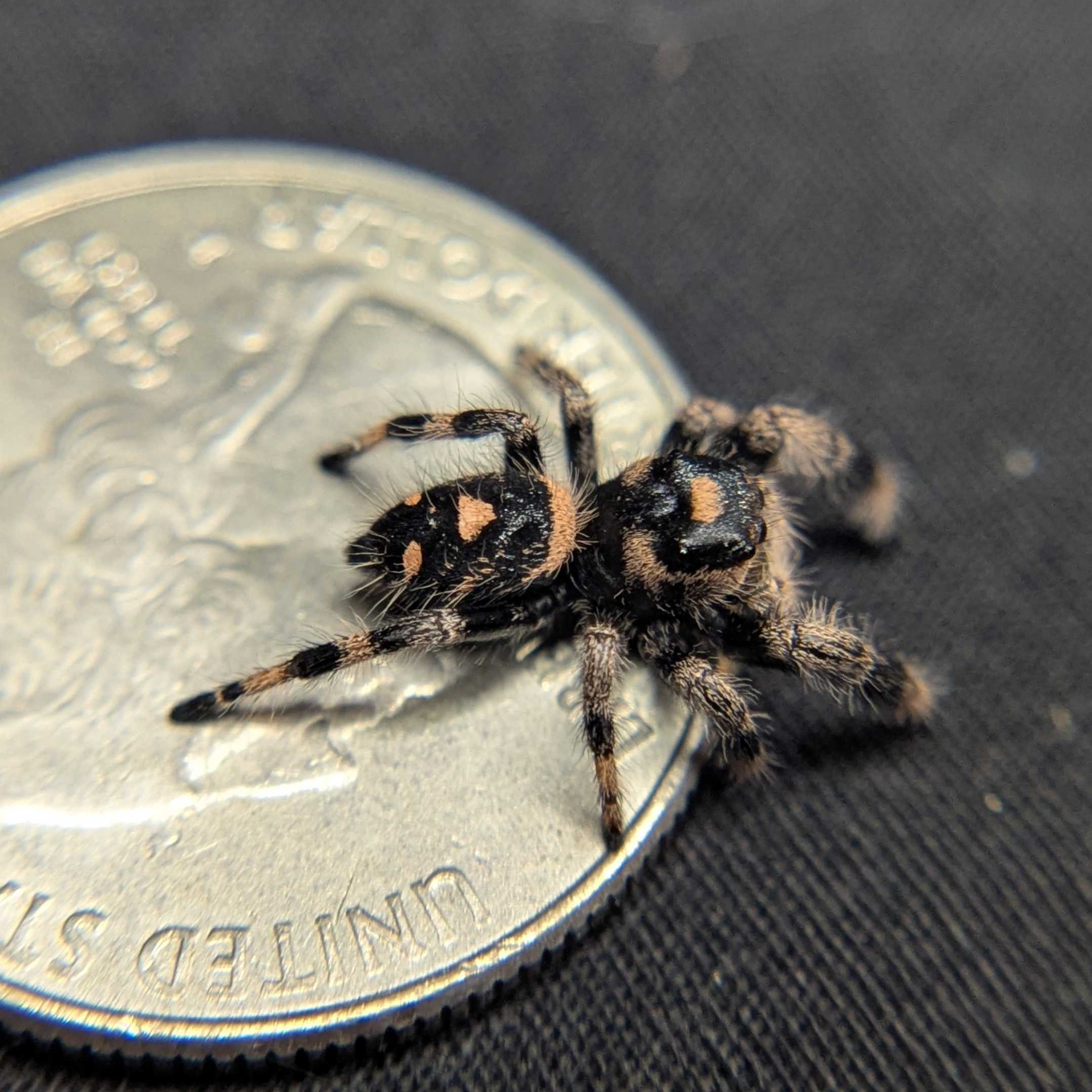 Regal Jumping Spider “Blitzen”