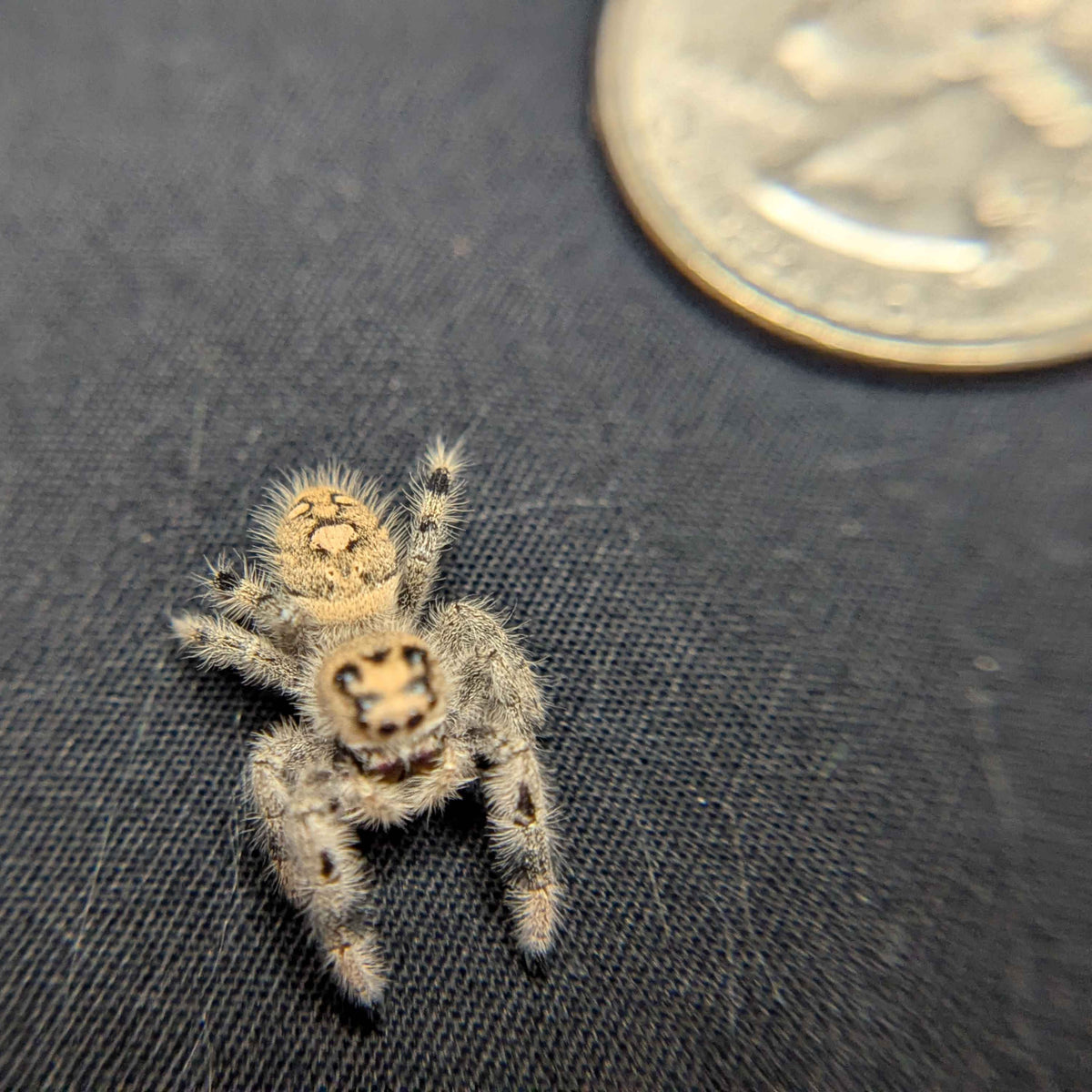 Regal Jumping Spider "Candy"