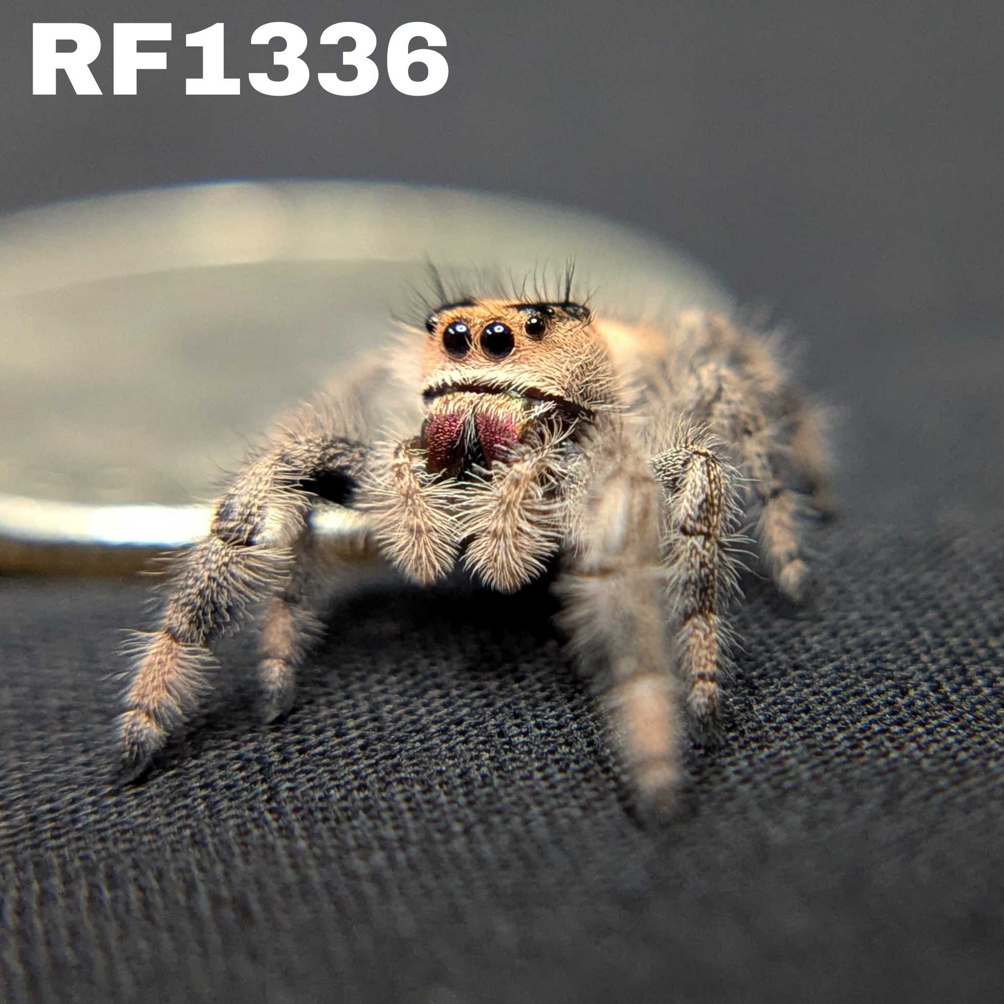 Regal Jumping Spider "Dream"