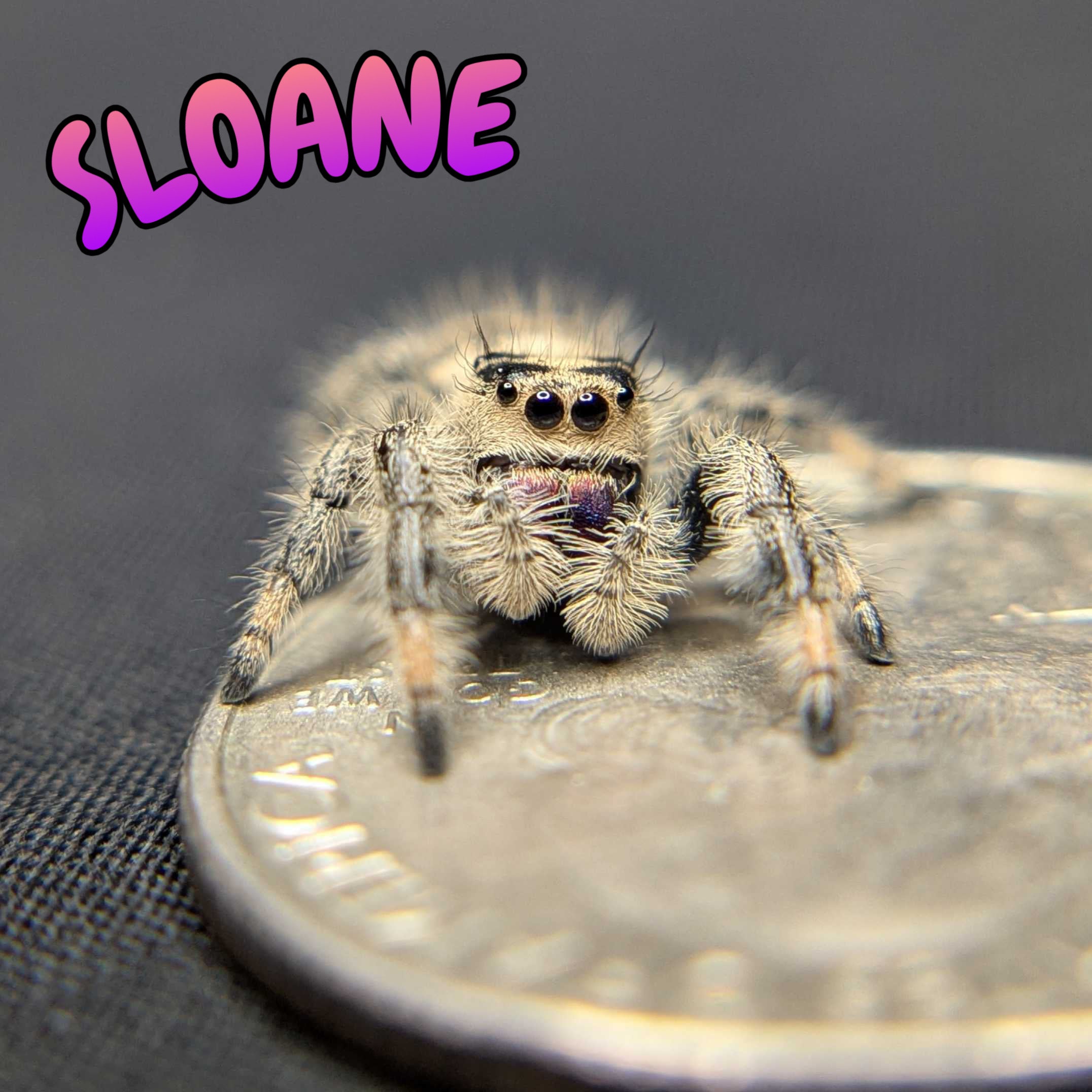 Regal Jumping Spider "Sloane"