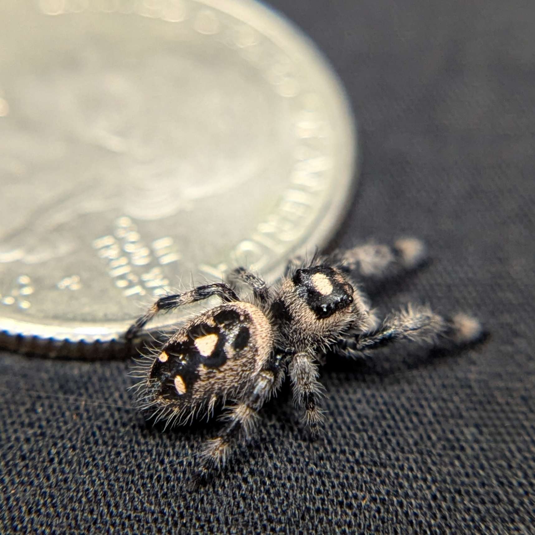 Regal Jumping Spider "Raisin"