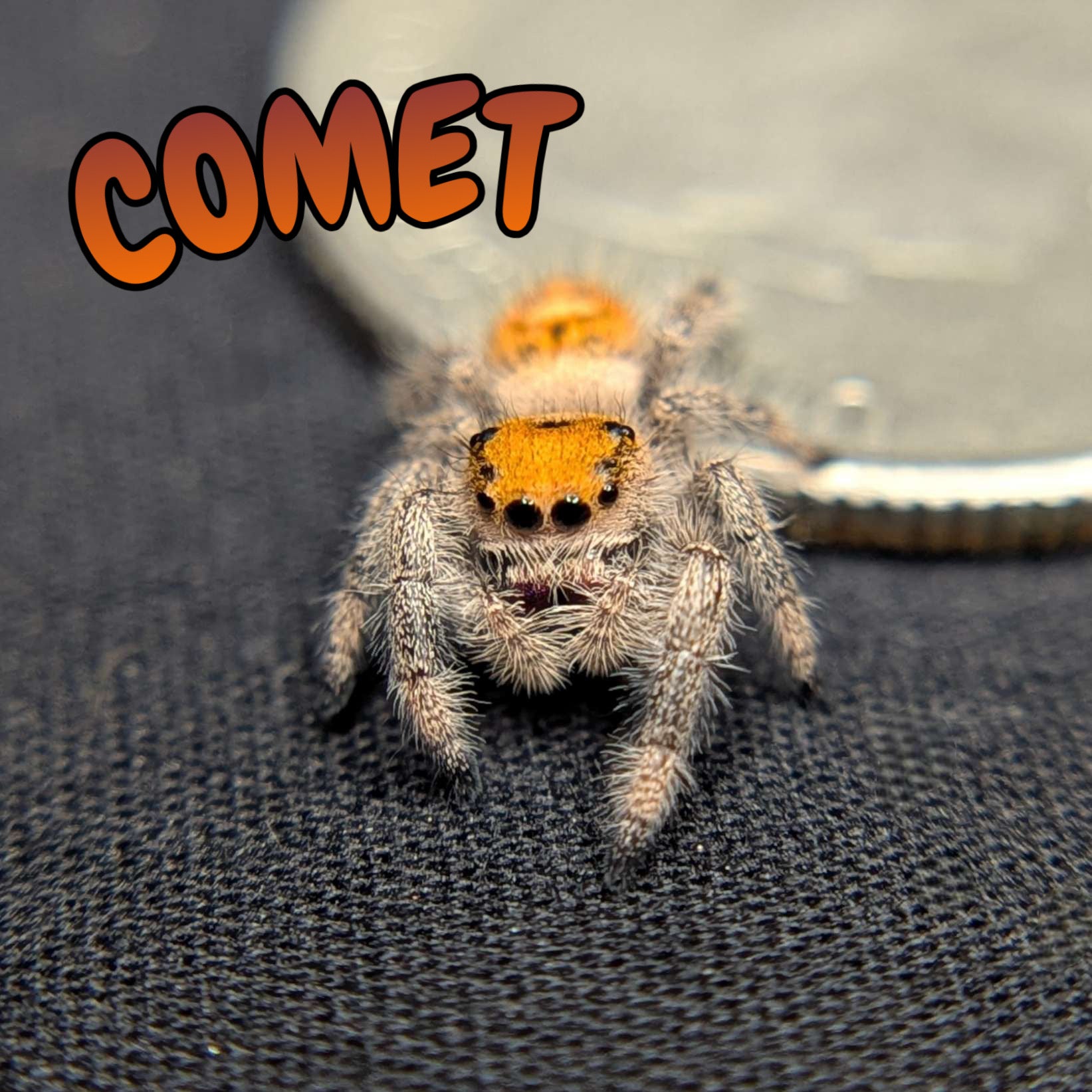 Regal Jumping Spider "Comet"