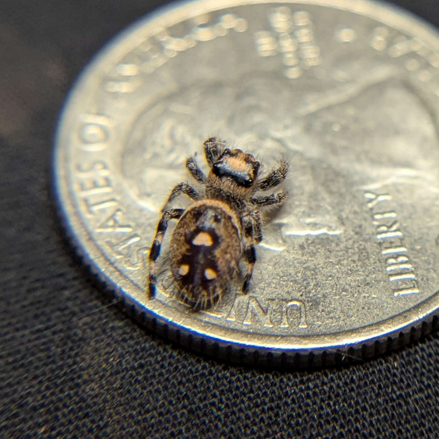 Regal Jumping Spider "Coco"