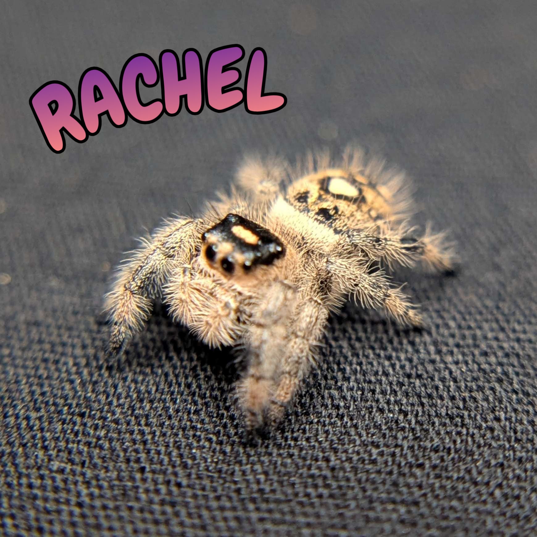 Regal Jumping Spider "Rachel"
