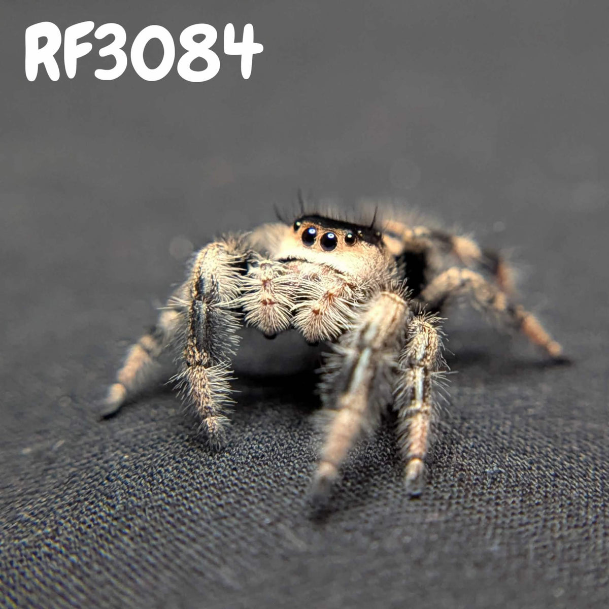 Regal Jumping Spider "Rachel"