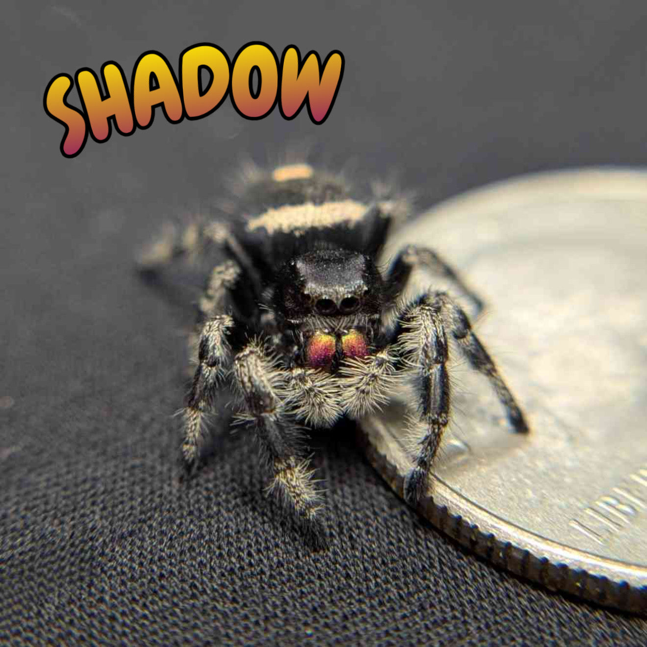 Regal Jumping Spider "Shadow"