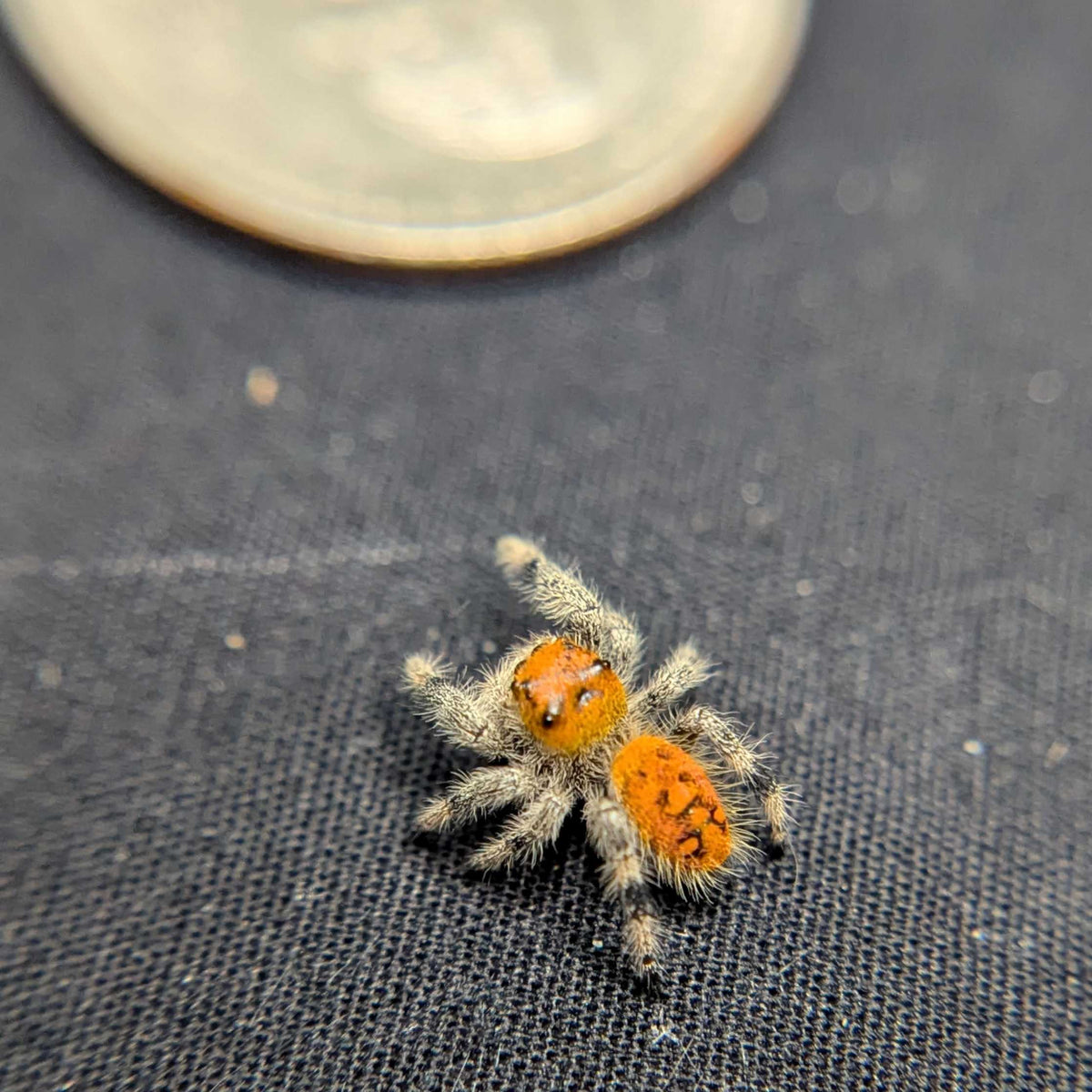 Regal Jumping Spider “Cider Grove”