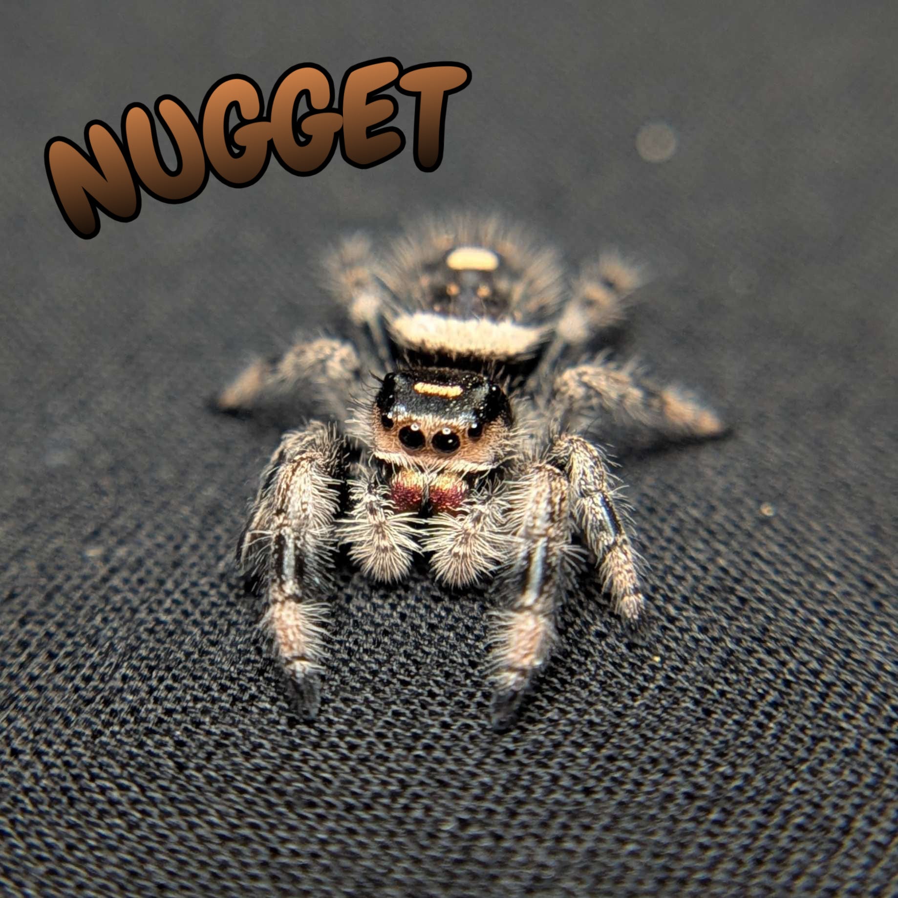 Regal Jumping Spider "Nugget"