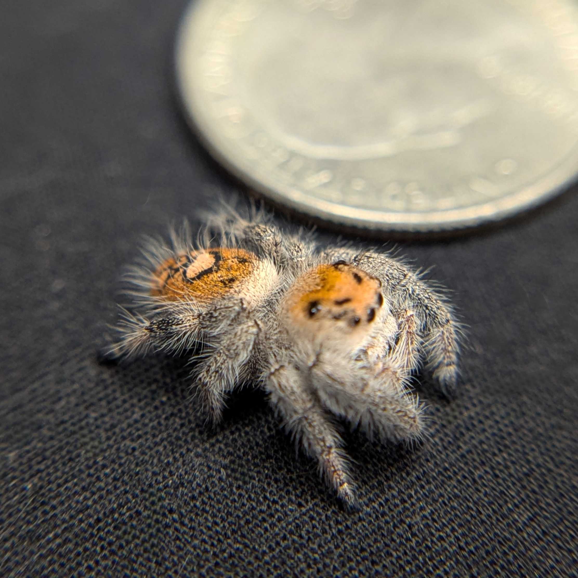 Regal Jumping Spider “Apricot Leaf”