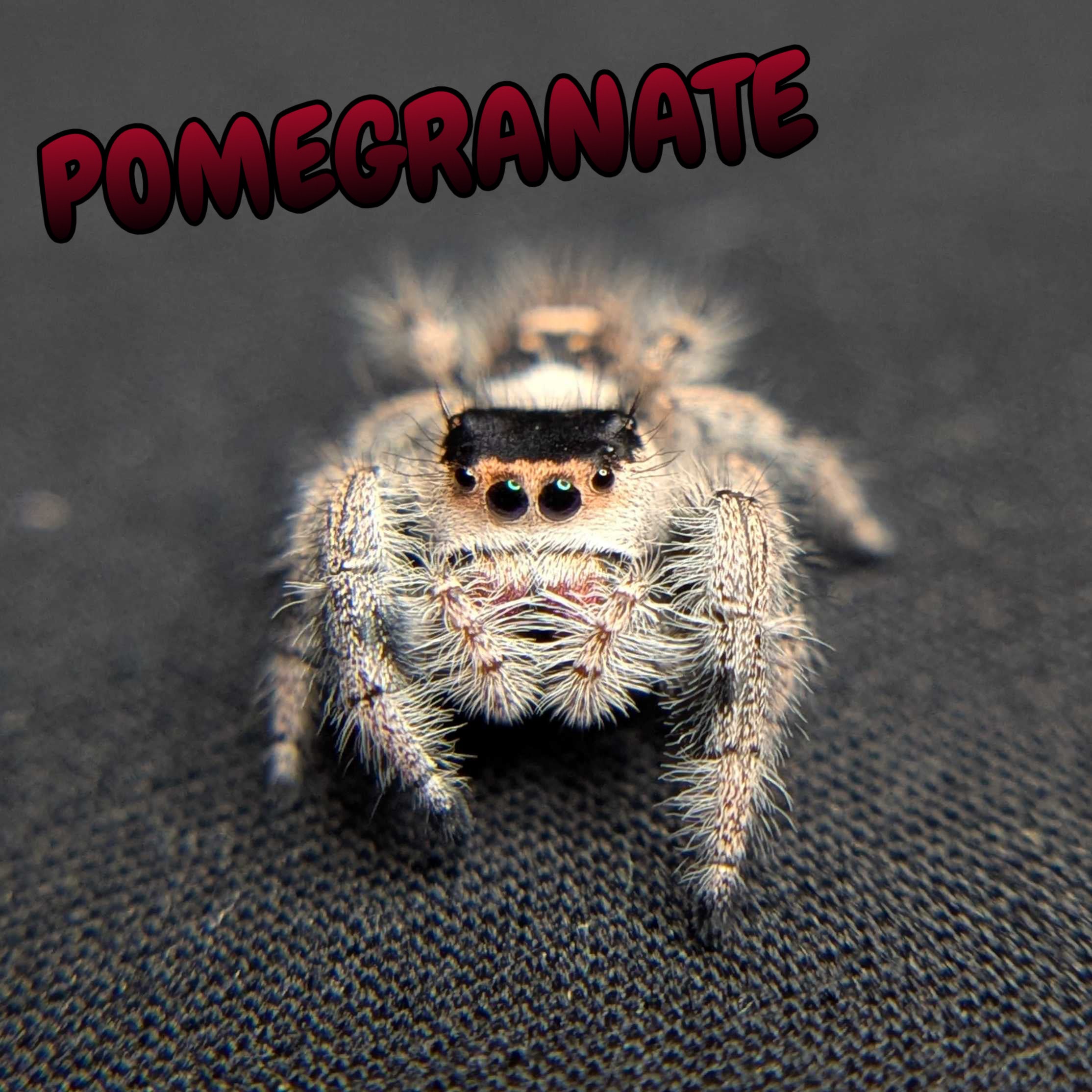 Regal Jumping Spider "Pomegranate"