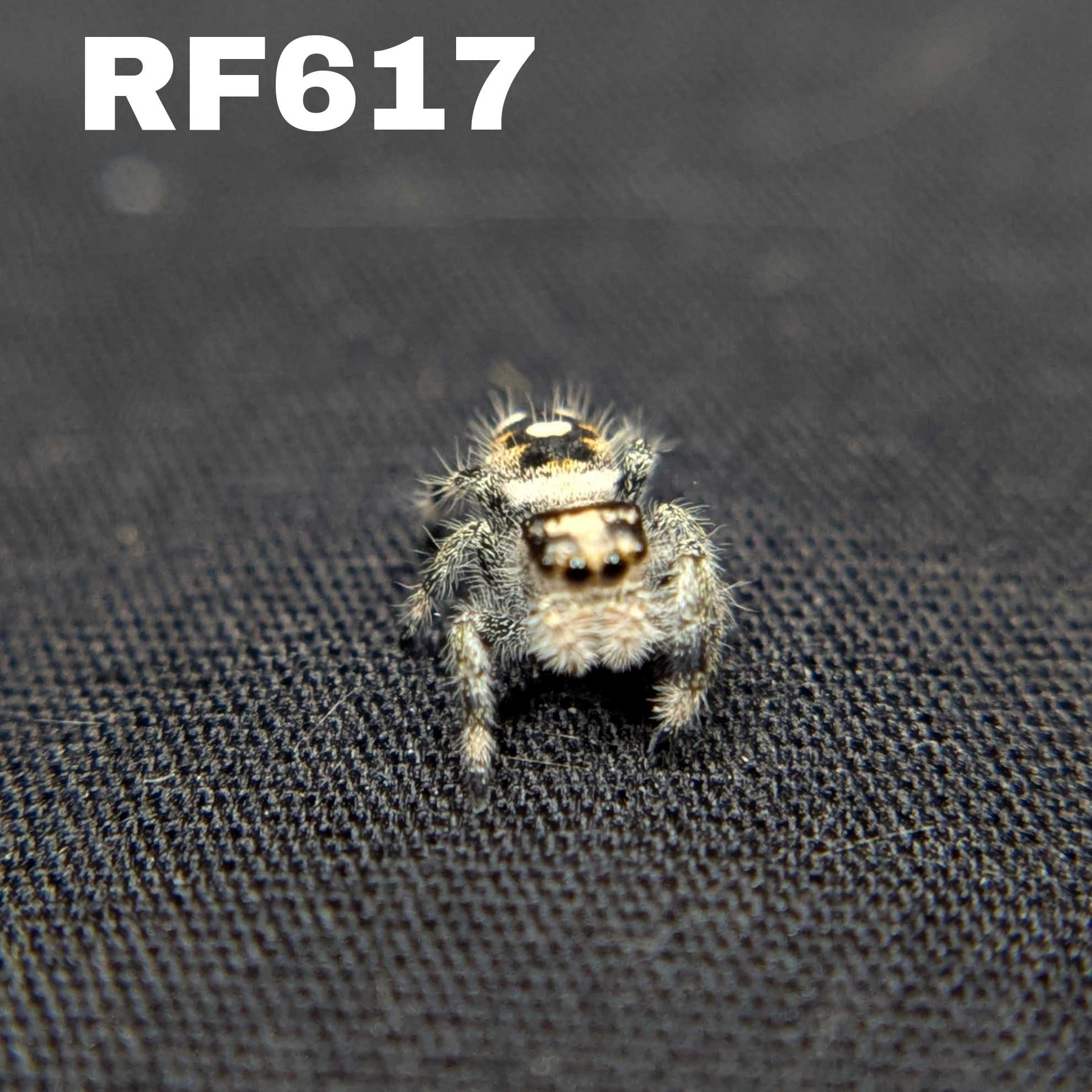 Regal Jumping Spider "Beth"