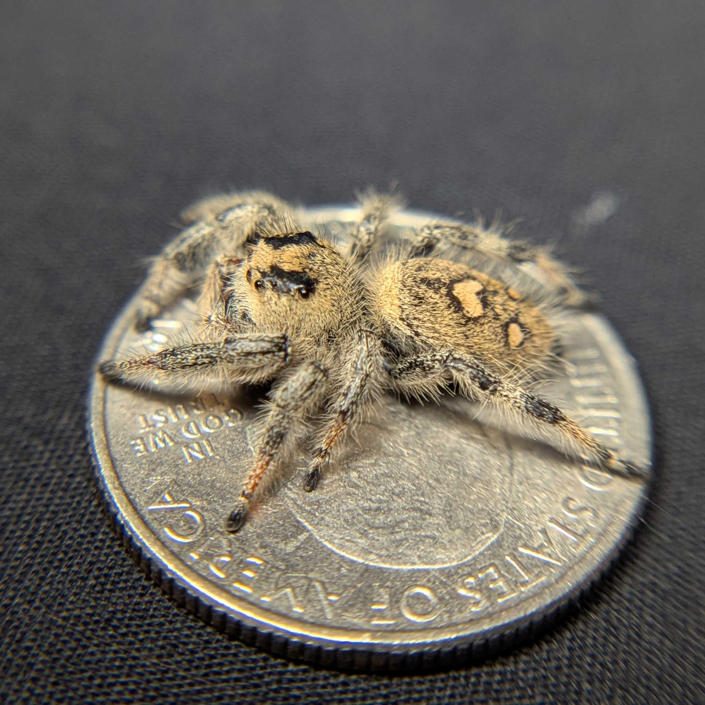Regal Jumping Spider “Melon”