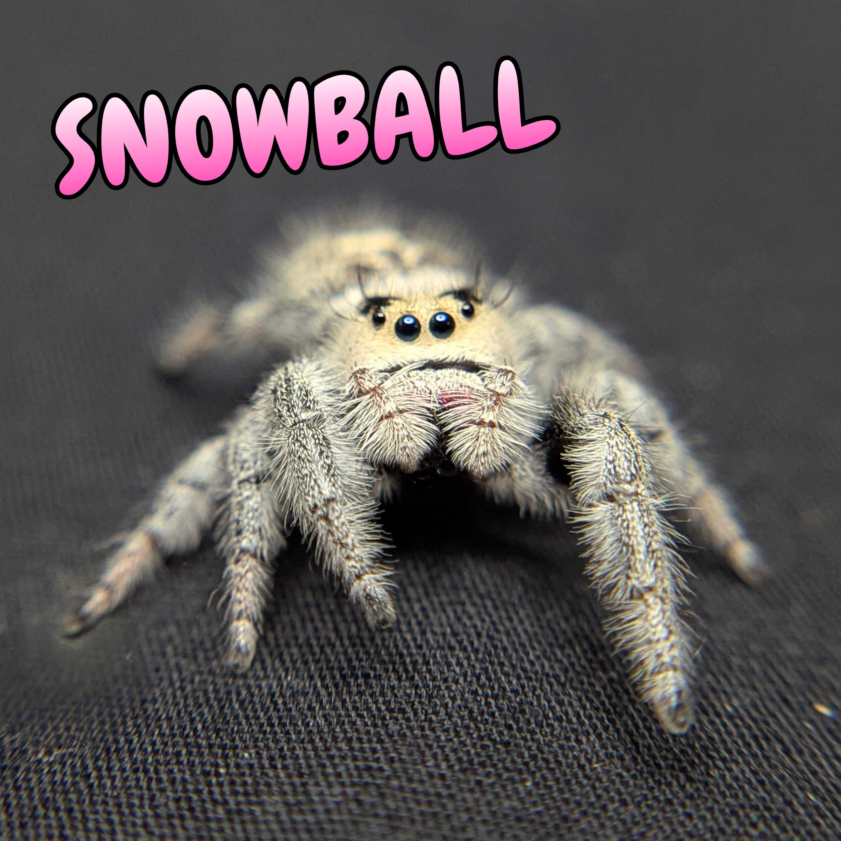 Regal Jumping Spider "Snowball"