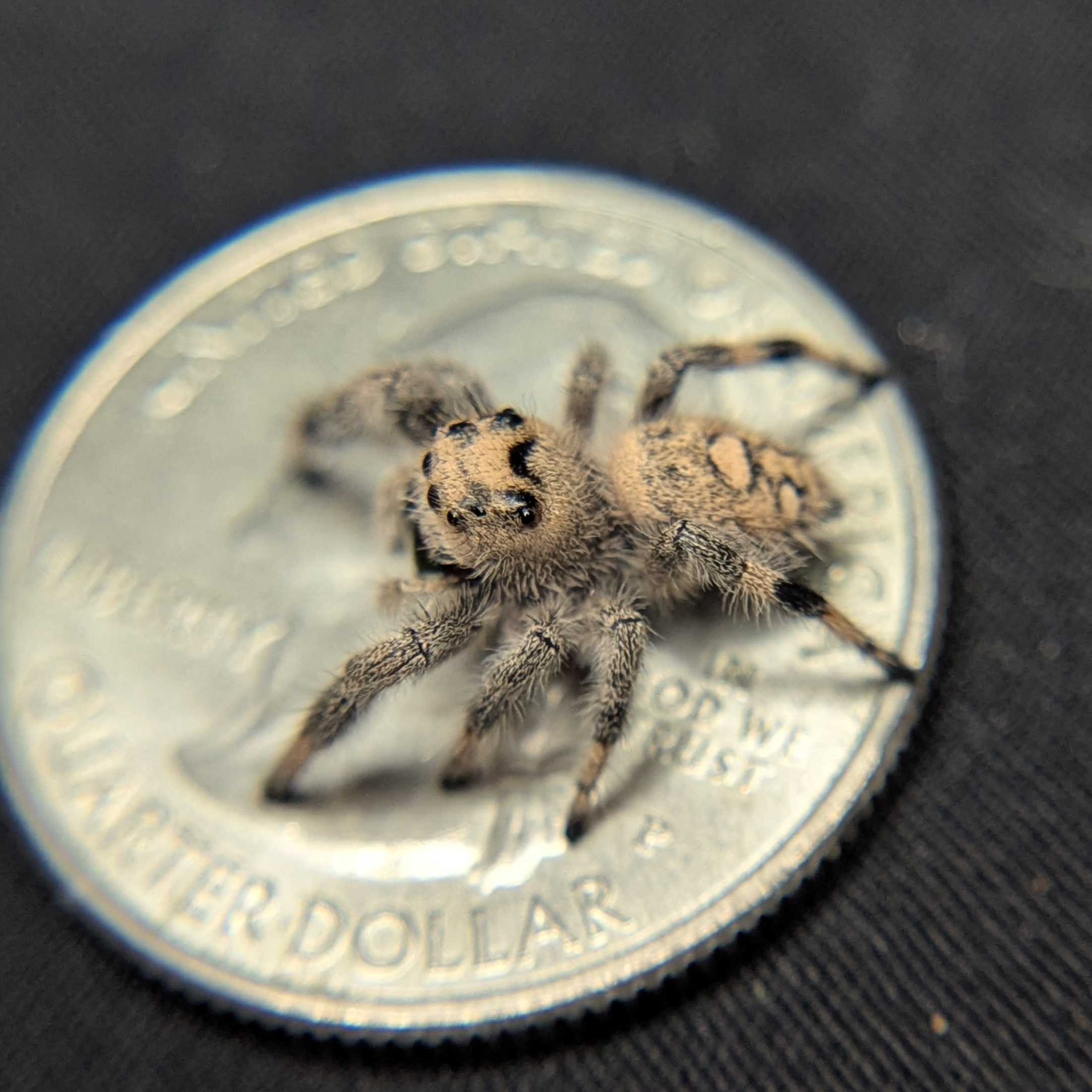 Regal Jumping Spider "Citrus"