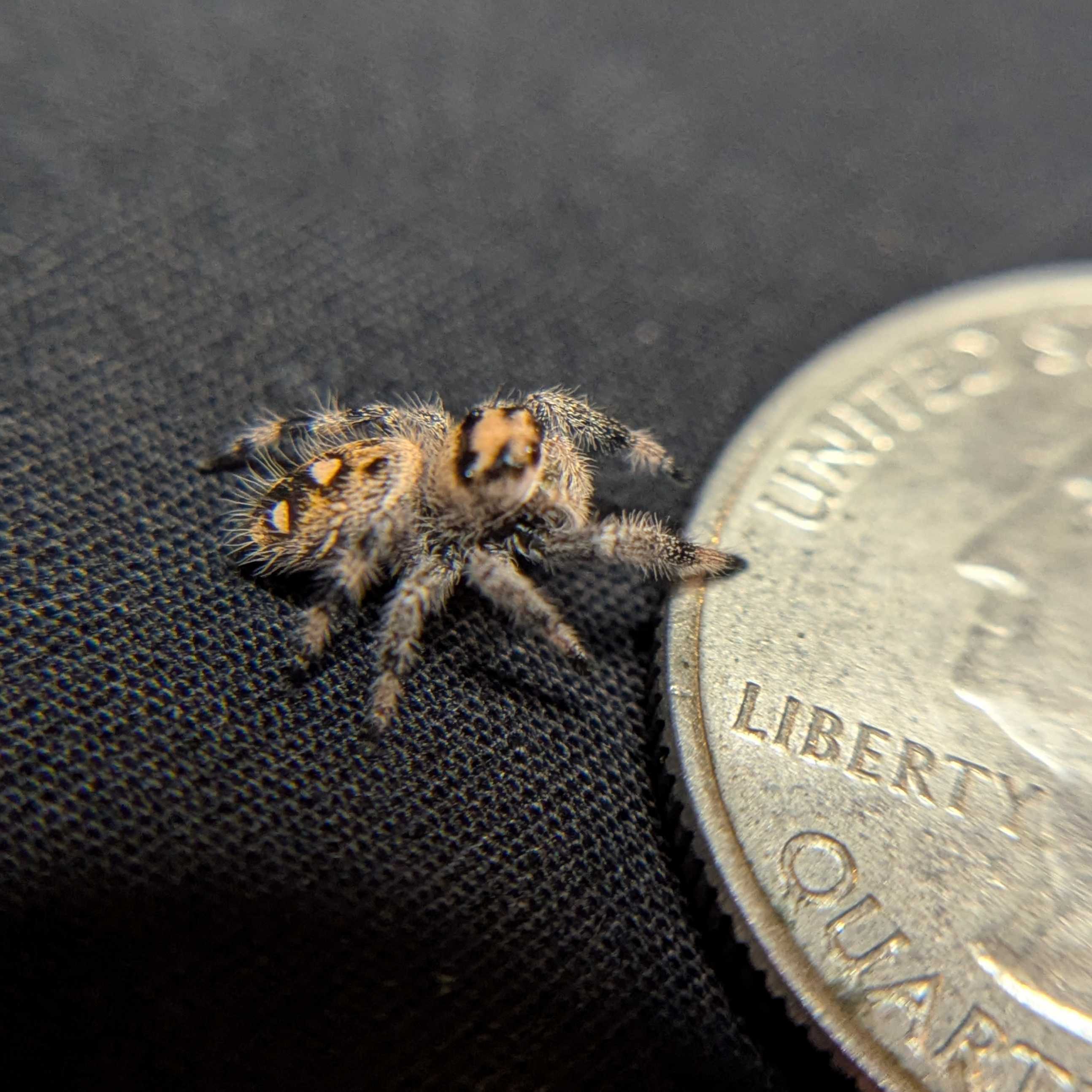 Regal Jumping Spider “Sangria”