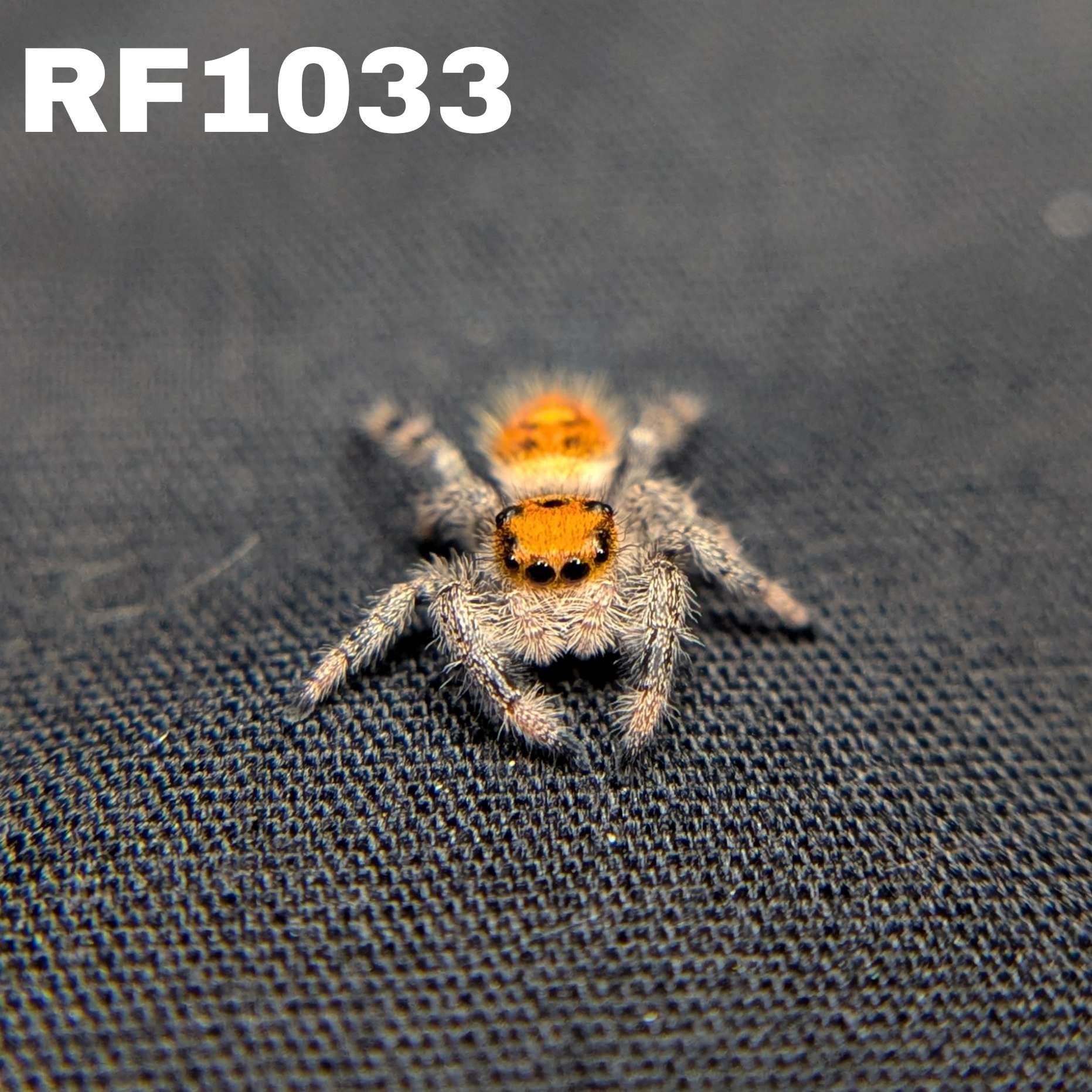 Regal Jumping Spider “Spice”