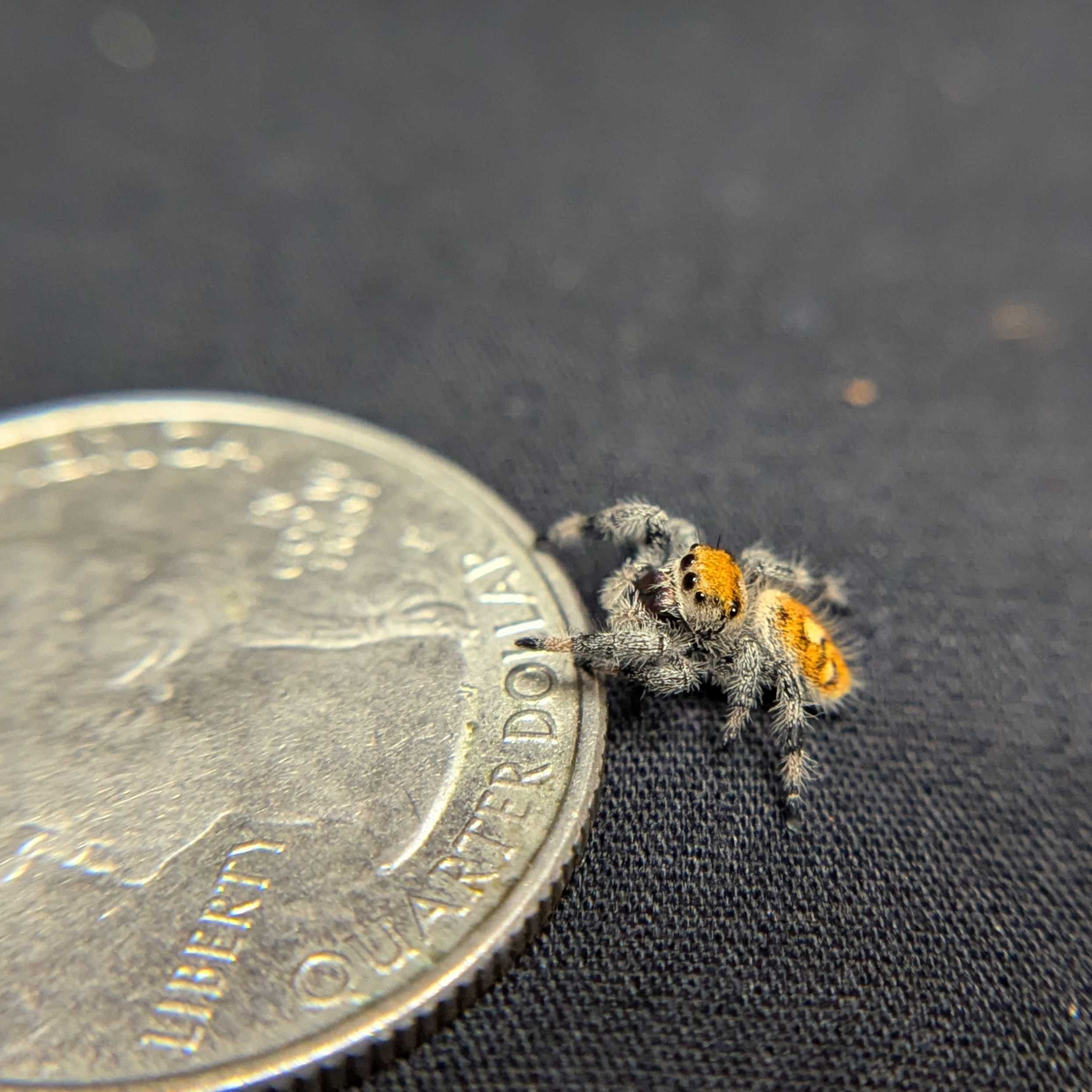 Regal Jumping Spider “Orangesicle”