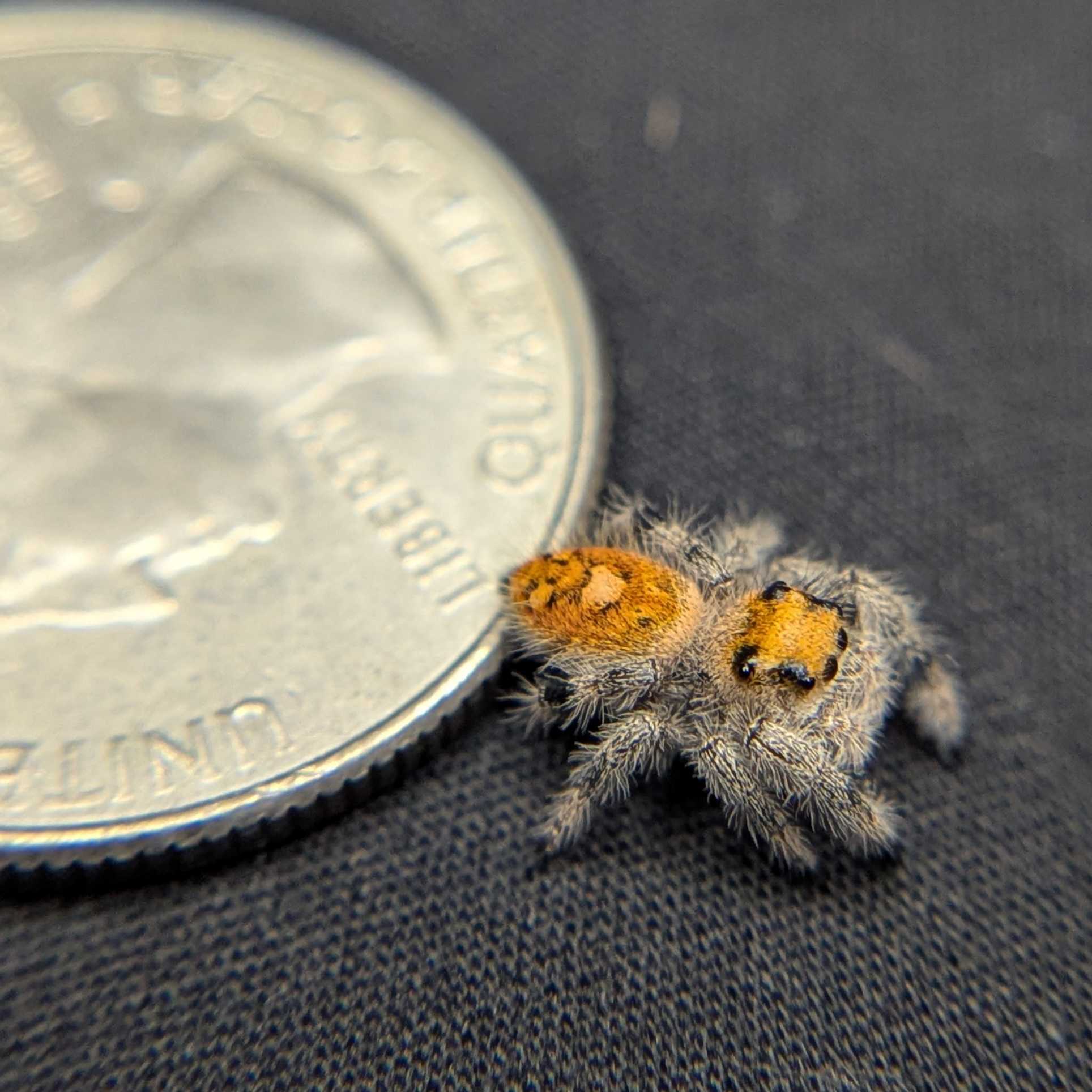 Regal Jumping Spider “Nectar”